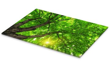 Posterlounge Acrylglasbild Editors Choice, Unter einem großen grünen Baum, Fotografie