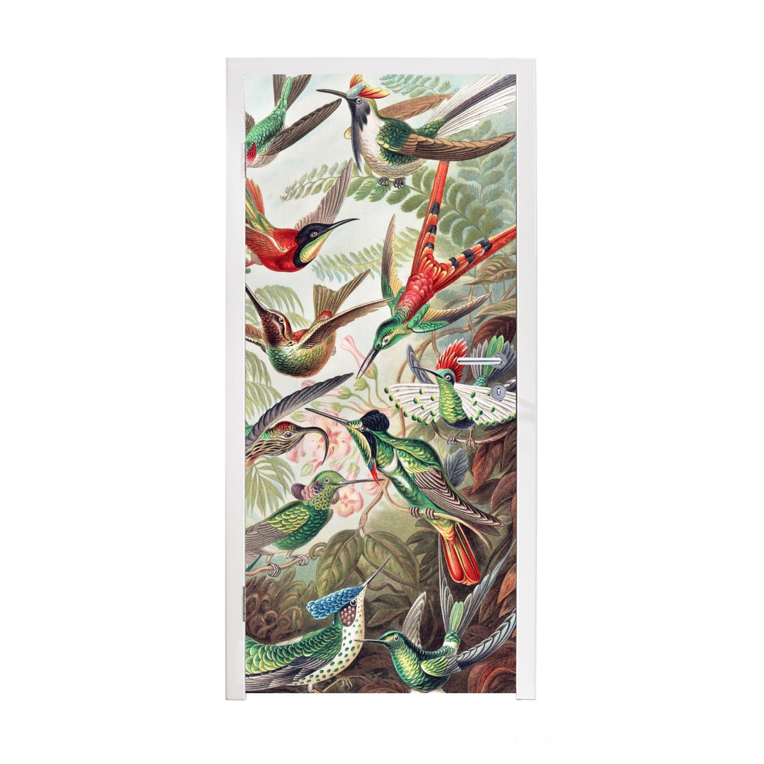 - - Türaufkleber, MuchoWow 75x205 Matt, Kolibri Ernst (1 Vintage Türtapete St), für Vogel Kunst Fototapete - - - bedruckt, Natur, cm Tür, Haeckel
