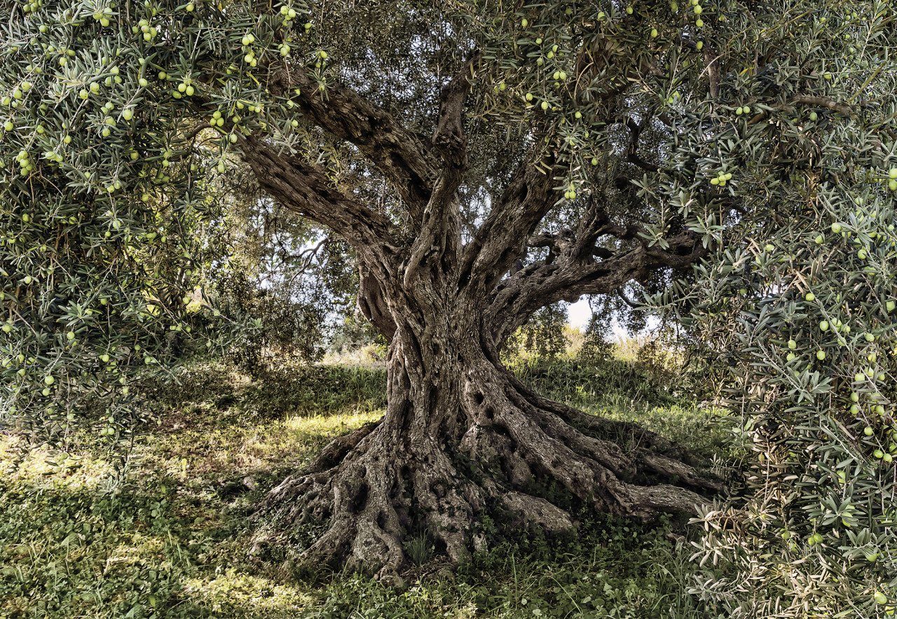 Komar Fototapete Komar Fototapete Olive Tree 368 x 254 cm