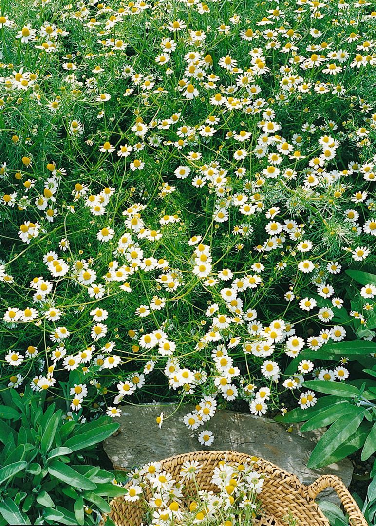 Pflanzen für Dich Staude Matricaria recutita, 1 St., Echte Kamille, Kamille