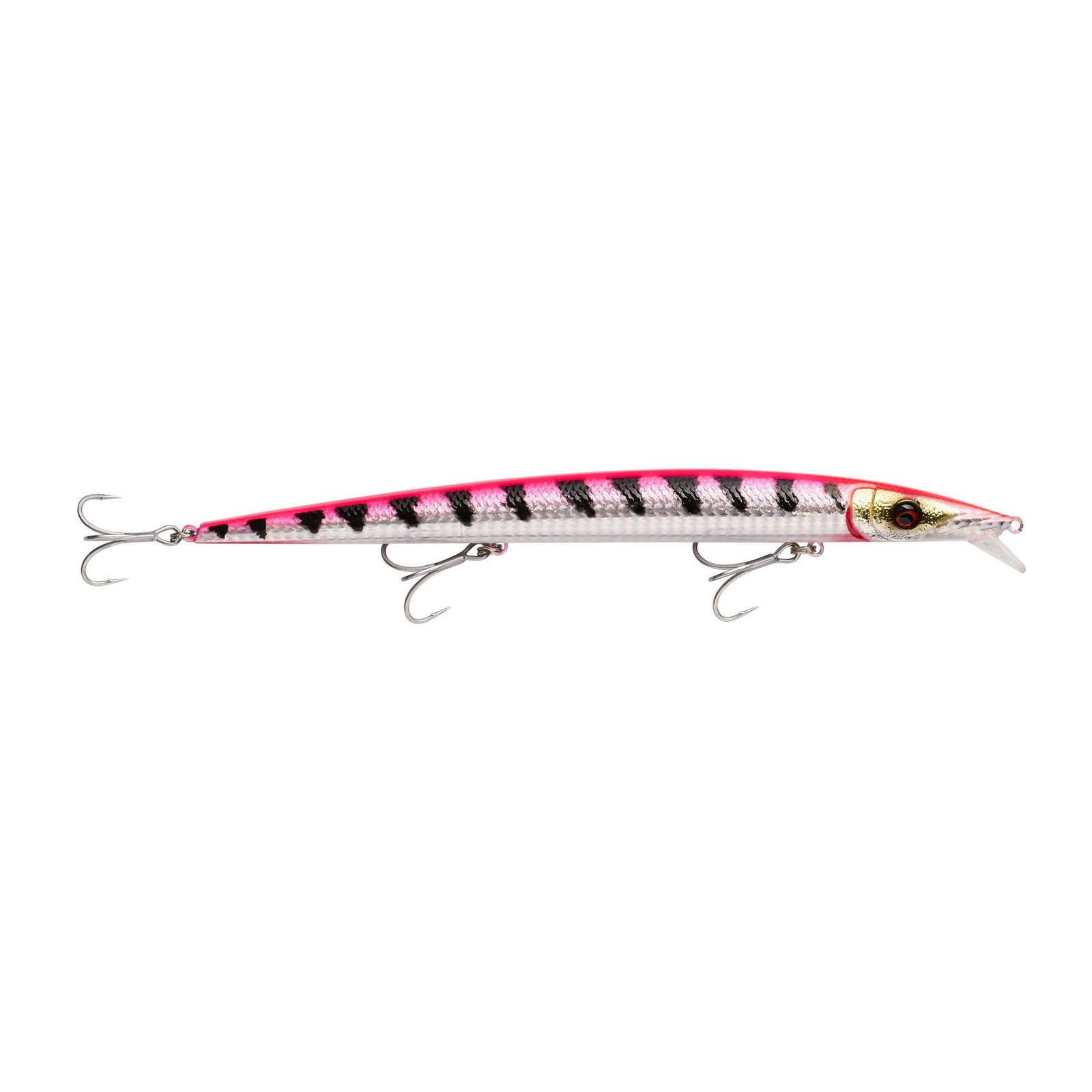 Pink Barracuda