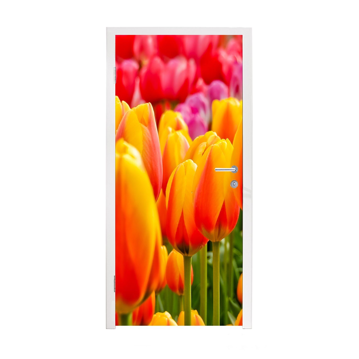 Türaufkleber, (1 75x205 Keukenhof cm Niederlanden, den Tür, Orangene Türtapete MuchoWow auf für Fototapete in bedruckt, Tulpen Matt, dem St),