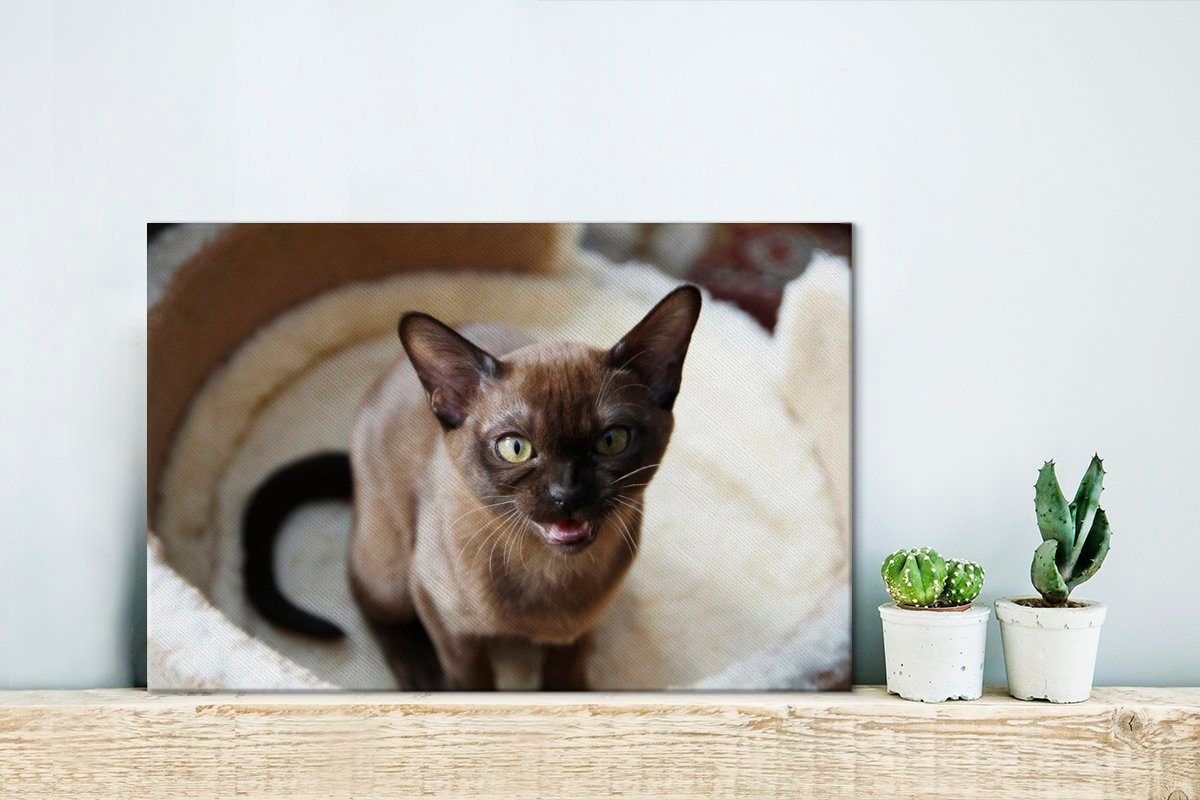 Leinwandbild Katze kleine cm Leinwandbilder, burmesische im 30x20 Wanddeko, (1 Niedliche Korb, Aufhängefertig, OneMillionCanvasses® St), Wandbild