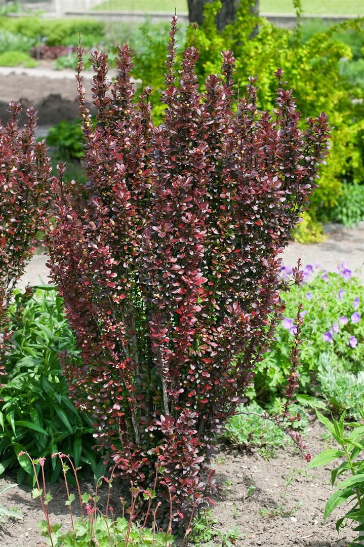 Pflanzen für Dich Gehölze Berberis thunbergii Red Pillar, 1 St., Thunberg-Berberitze, Säulen-Berberitze