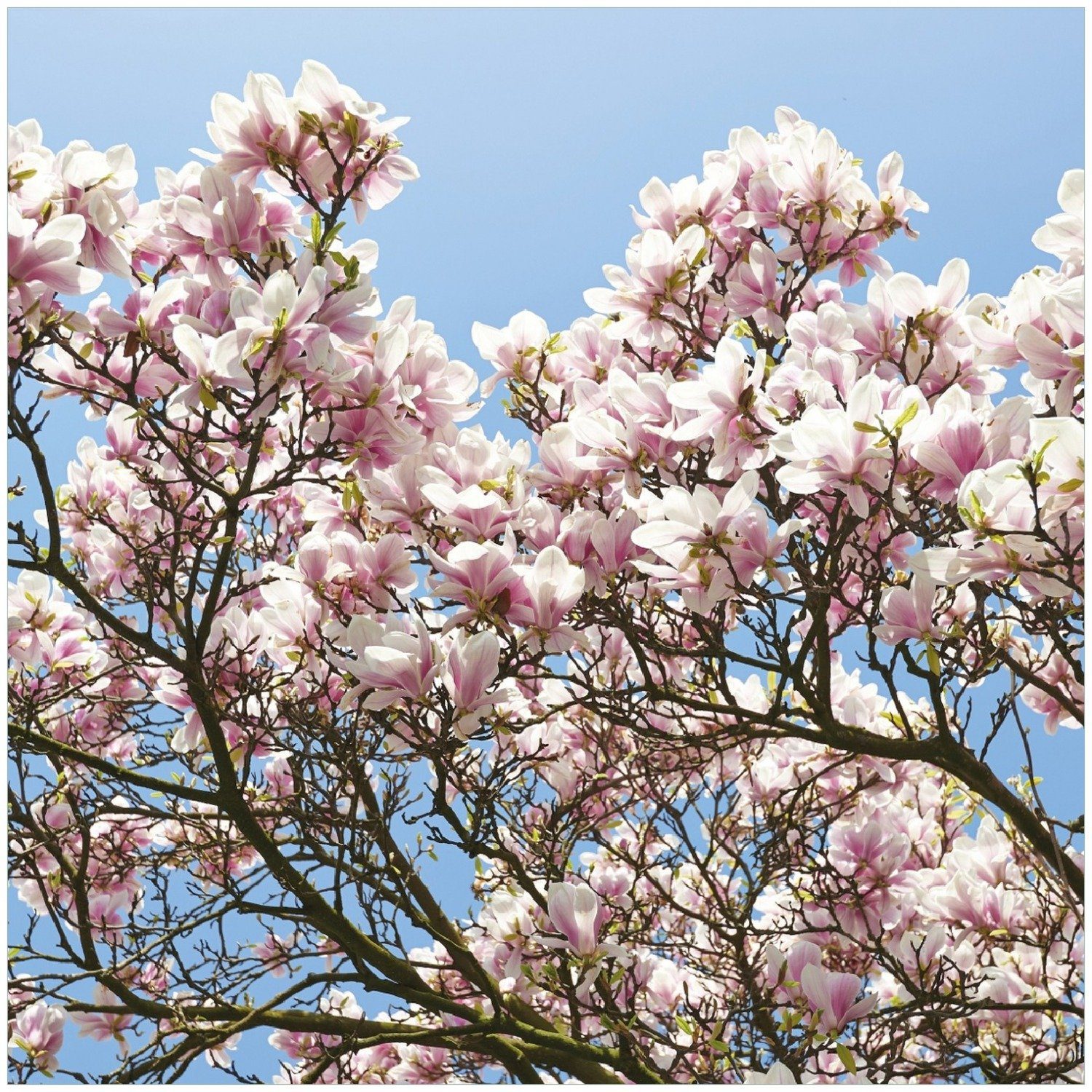 Wallario Memoboard Schöne rosa Magnolien-Blüten vor blauem Himmel