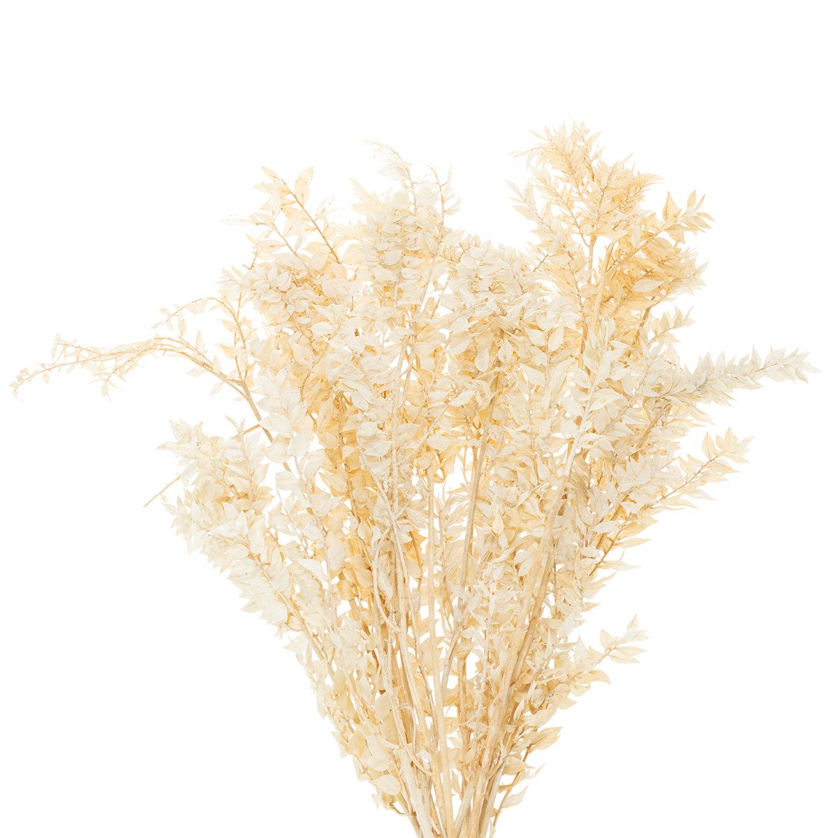 Trockenblume Ruscus Dekozweig für Trockenblumenarrangements, Florists Products, Höhe 80 cm