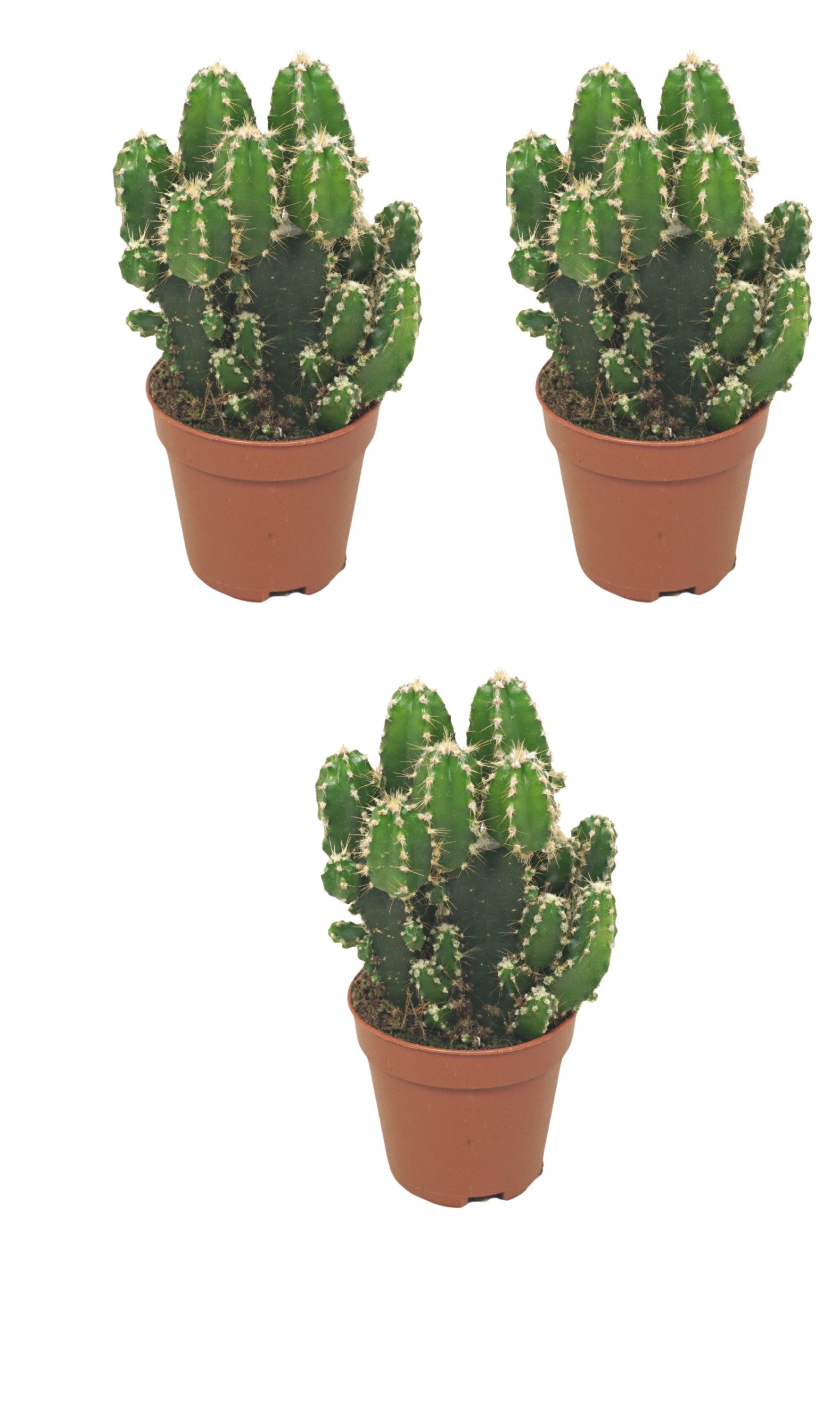 meinvipshop Kaktus Felsenkaktus 3er Set Zimmerpflanze