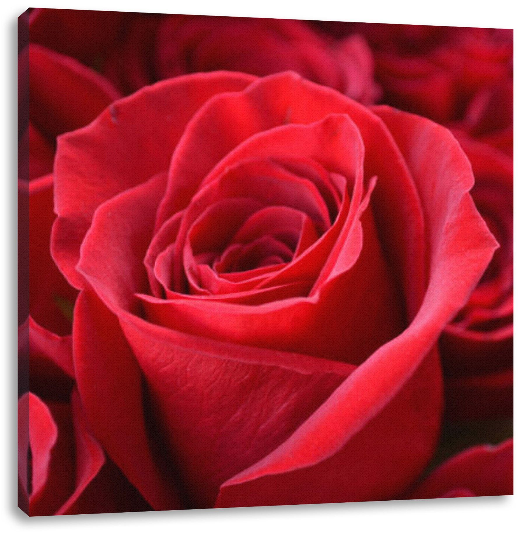 Pixxprint Leinwandbild Romantische Rosen, Romantische Rosen (1 St), Leinwandbild fertig bespannt, inkl. Zackenaufhänger | Leinwandbilder