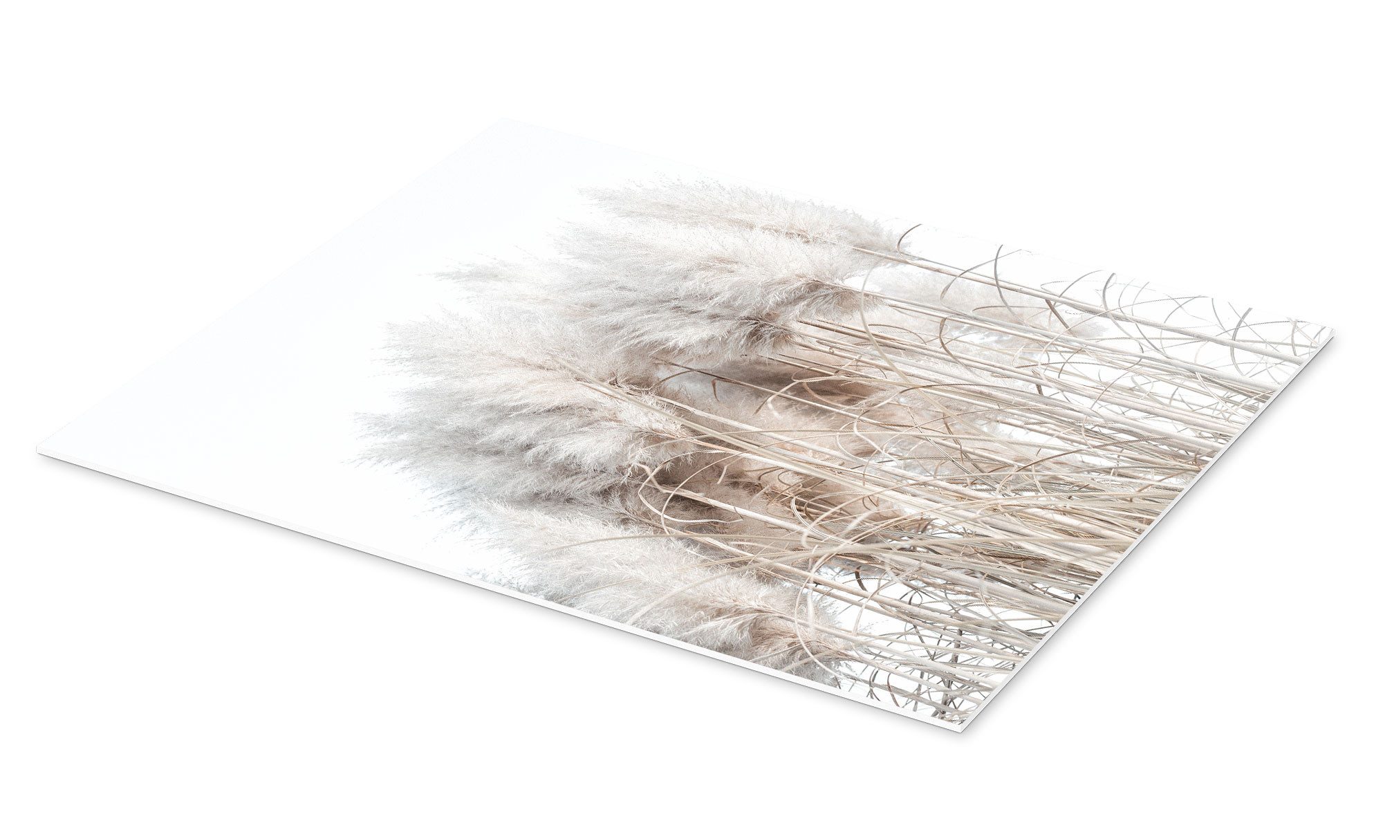 Posterlounge Wandbild Pampasgras I, Magda Izzard, günstig online kaufen
