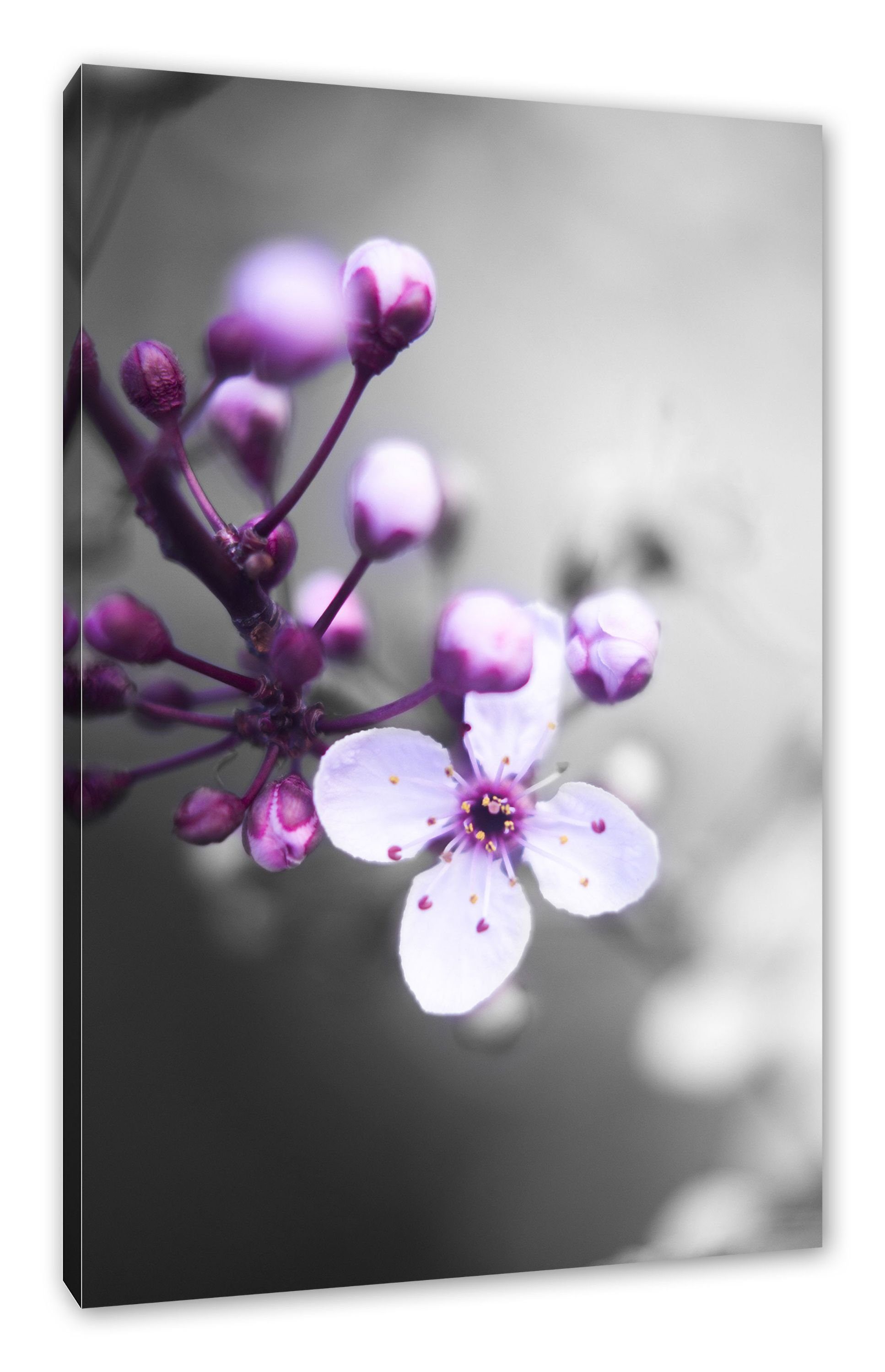 Kirschbaumes Leinwandbild fertig Blüten Leinwandbild St), bespannt, (1 Blüten Zackenaufhänger inkl. des des Kirschbaumes, Pixxprint