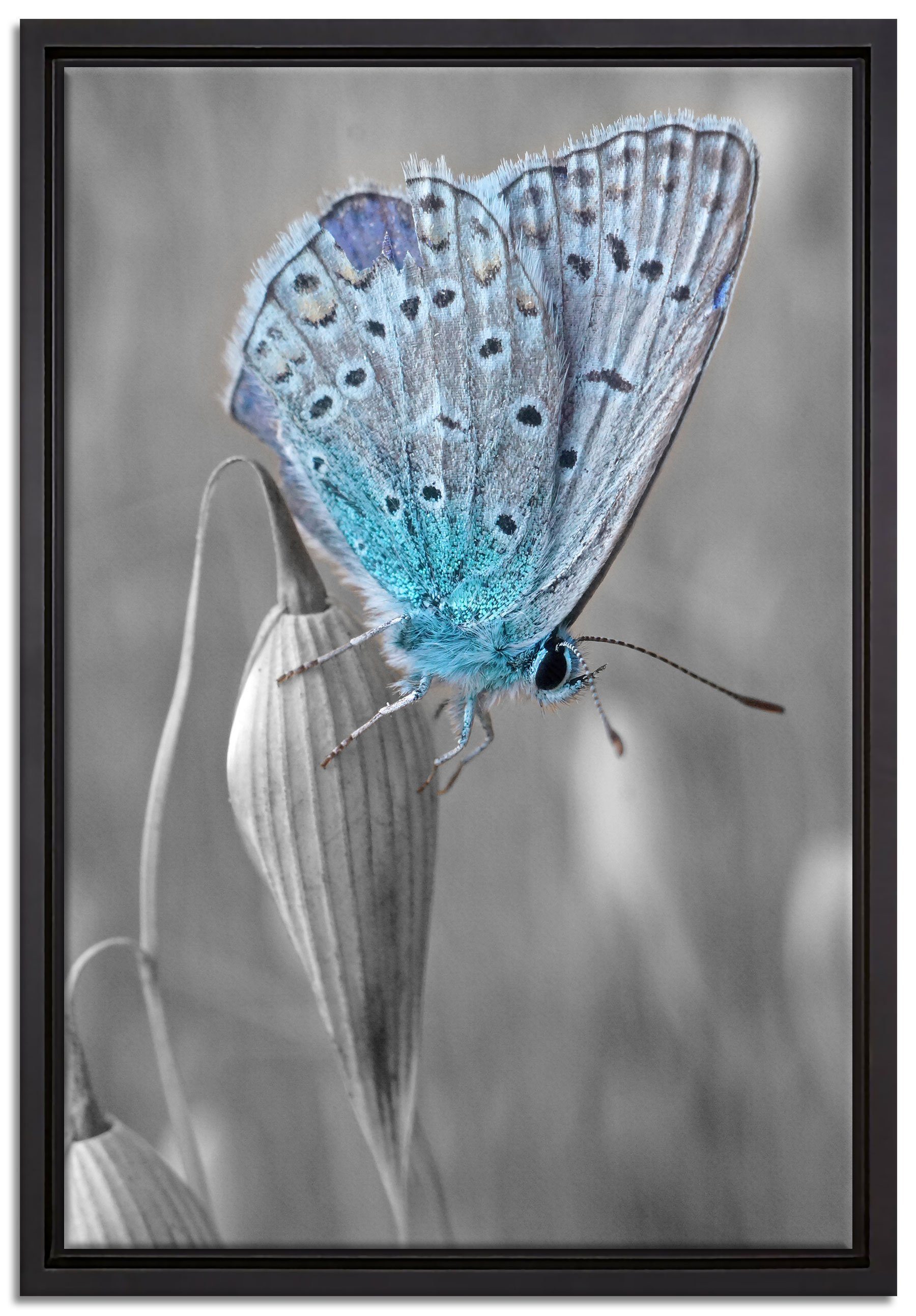 Pixxprint Leinwandbild in (1 St), Wanddekoration inkl. wunderschöner fertig gefasst, bespannt, blauer Schmetterling, Schattenfugen-Bilderrahmen einem Leinwandbild Zackenaufhänger