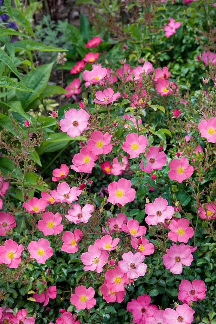 Pflanzen für Dich Rose Rosa 'Fortuna'