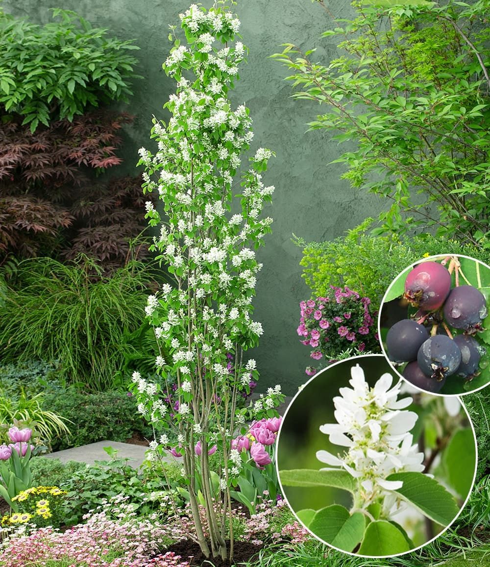 BALDUR Garten Zierstrauch Felsenbirne Amelanchier 'Obelisk®', im 3-Liter XL-Topf, 1 St., Felsenbirnen,winterhart, mehrjährig, pflegeleicht