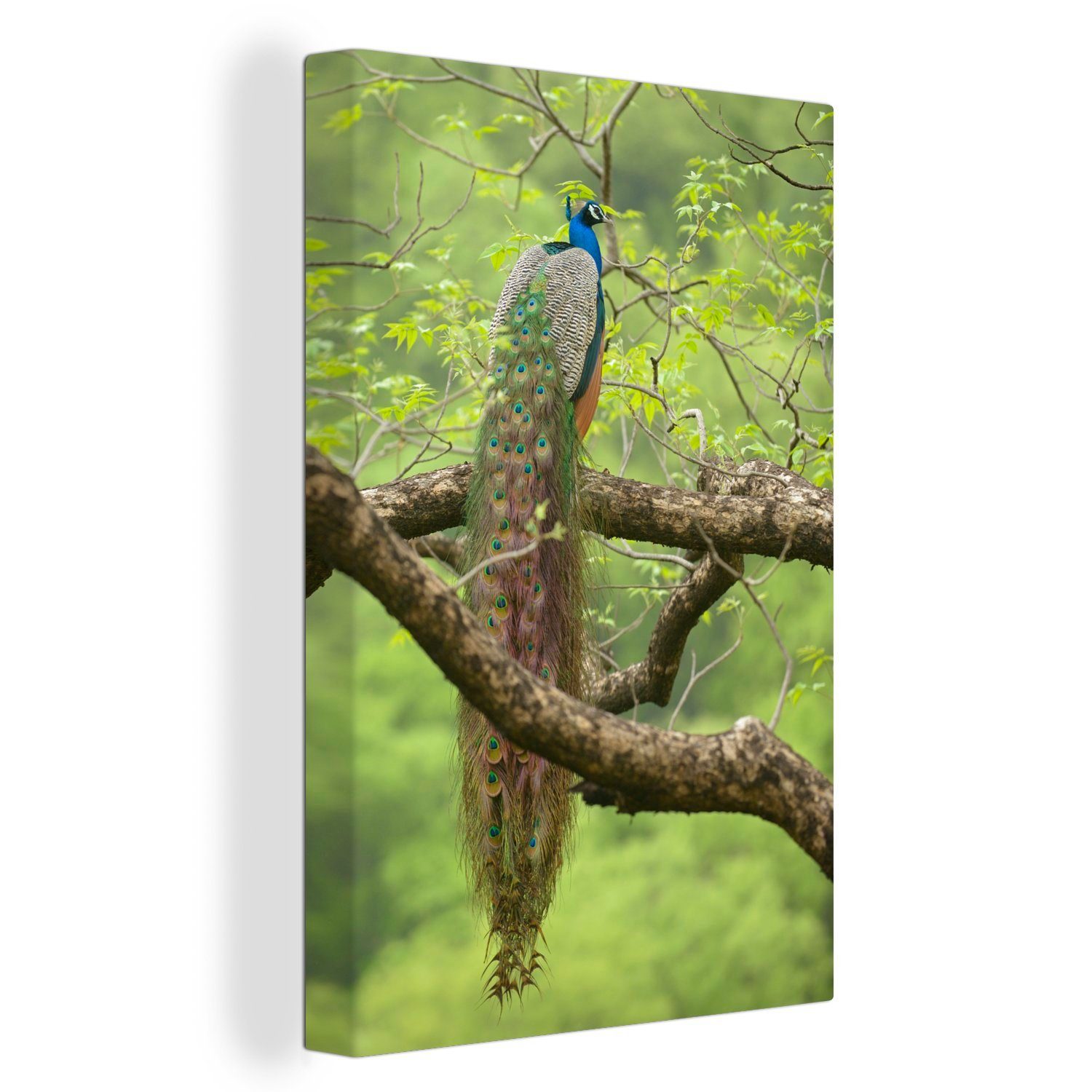 OneMillionCanvasses® Leinwandbild Pfau - Federn - Baum, (1 St), Leinwandbild fertig bespannt inkl. Zackenaufhänger, Gemälde, 20x30 cm