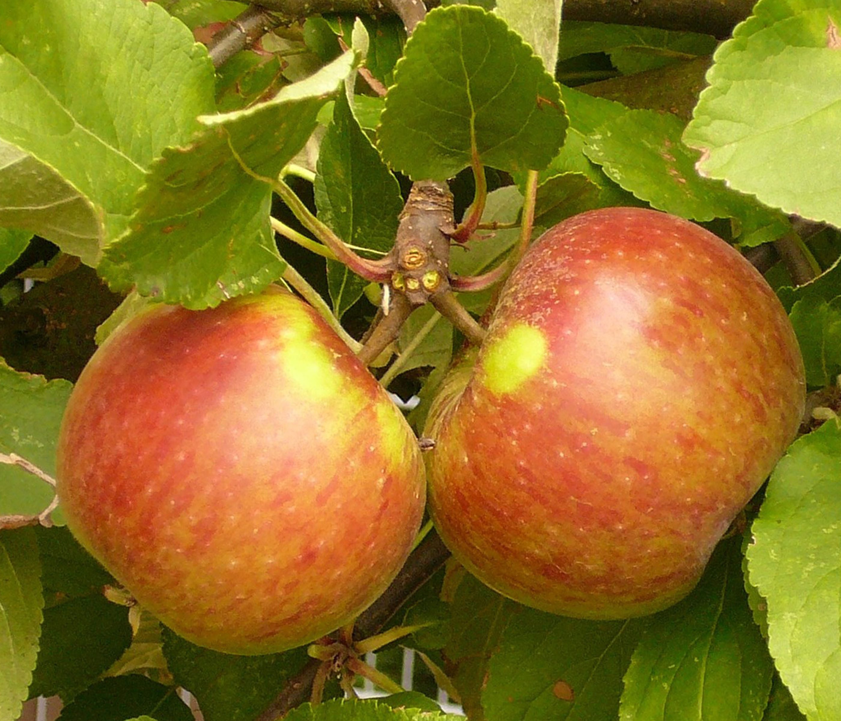 Dehner Apfelbaum Herbstapfel Elstar, Busch-Wuchs, 9.5 l Topf, knackige, aromatische Äpfel