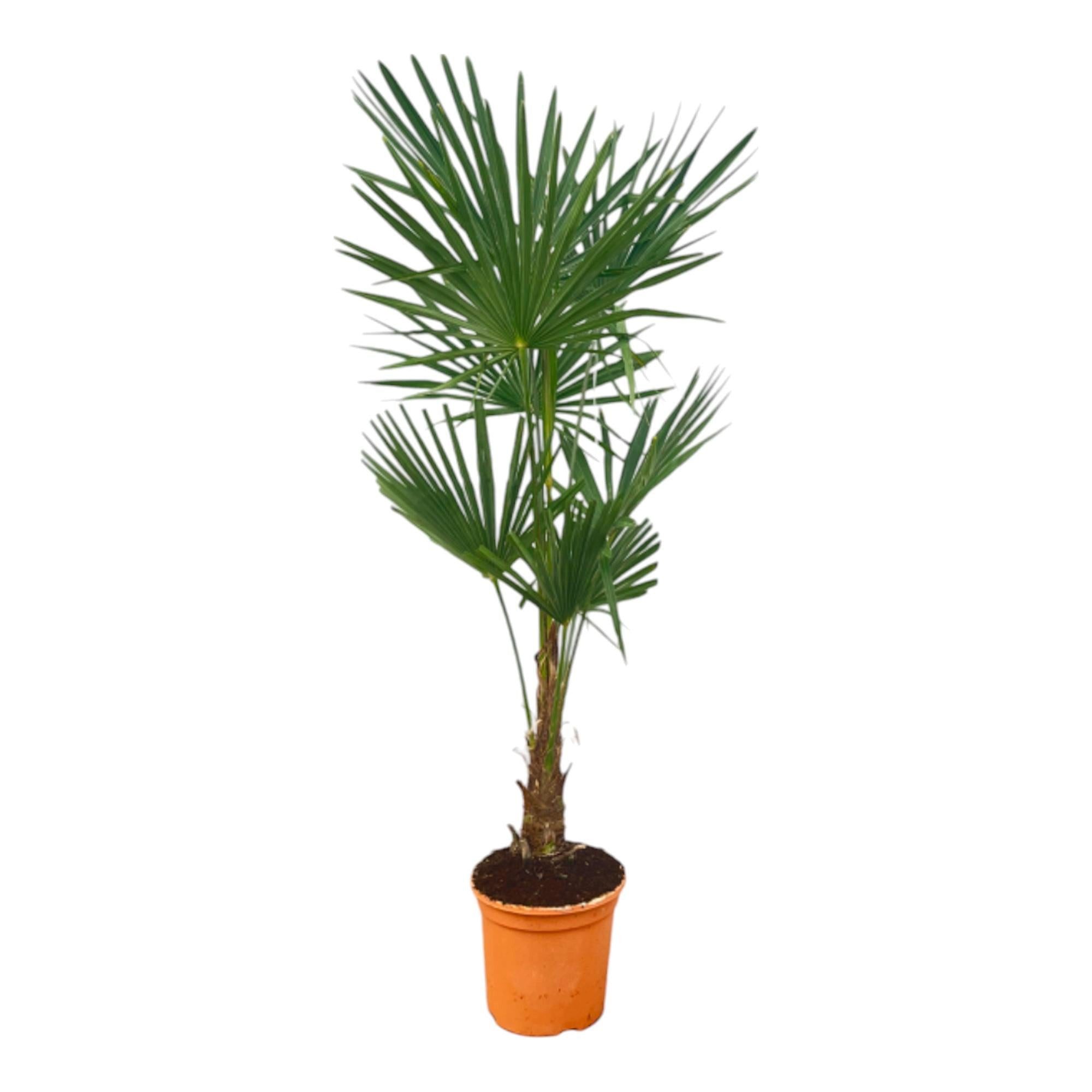 Florora Kübelpflanzen Trachycarpus fortunei – Hanfpalme – 150 cm – Topf 27 cm