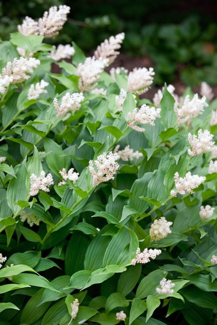 Pflanzen für Dich Staude Smilacina stellata, 1 St., Gewöhnliche Schattenblume, Stern-Schattenblume
