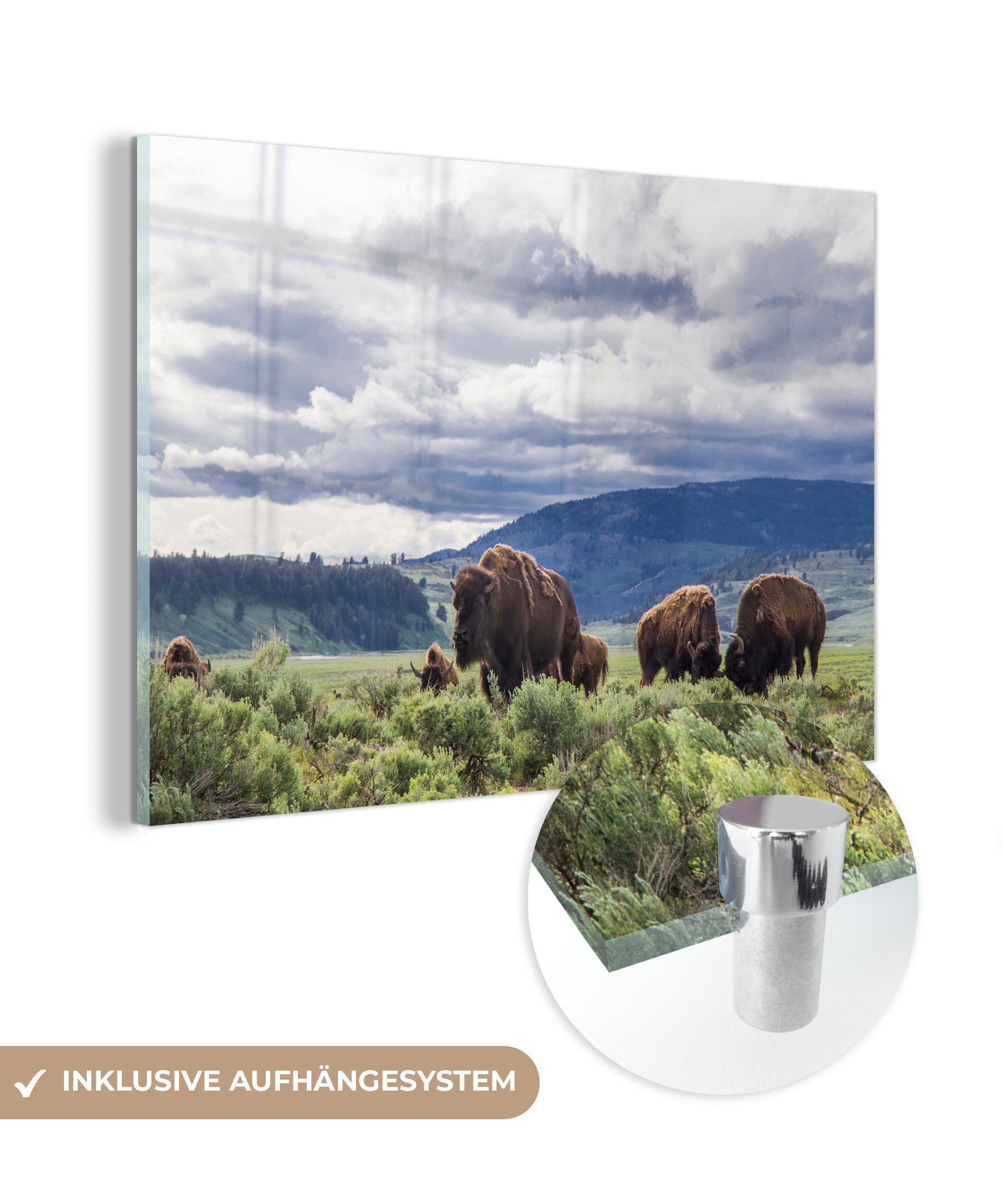 MuchoWow Acrylglasbild Bison auf einer Wiese in Wyoming, (1 St), Acrylglasbilder Wohnzimmer & Schlafzimmer