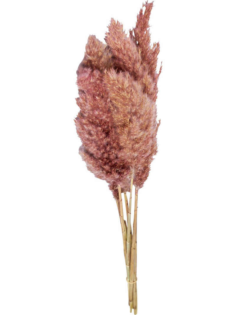 Kunstpflanze Dijk Schilffahne lang Kyan rosa 110 cm, DIJK