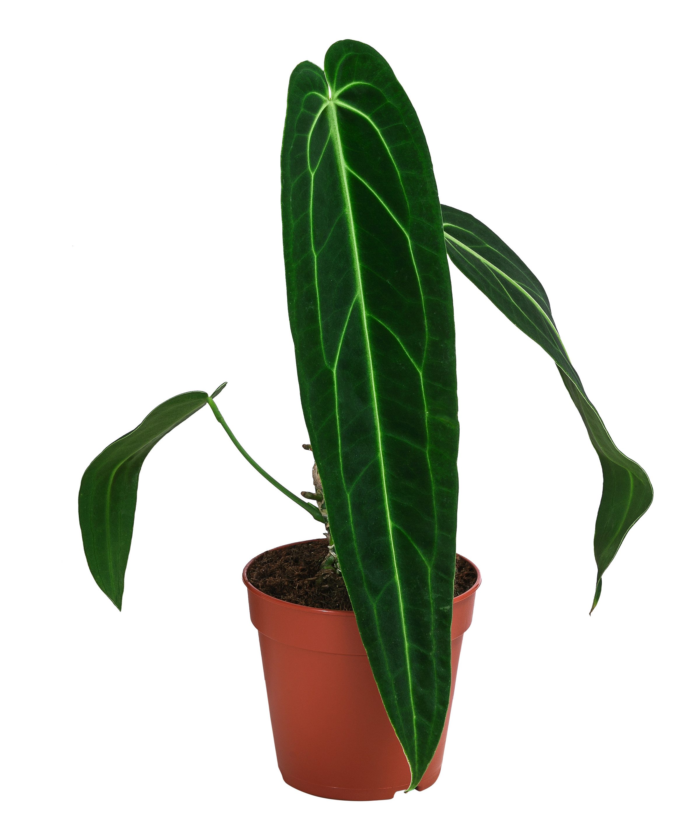 Dehner Zimmerpflanze Herzblattblume, Anthurium warocqueanum, Rarität, ca. 25 cm, Queen Anthurium, luftreinigend, pflegeleicht