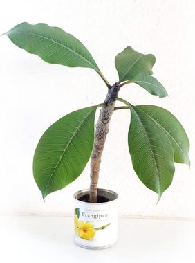 MacFlowers® Anzuchttopf Frangipani Plumeria Blumen in der Dose tropische Schönheit, T 75x B 75x H 80 cm