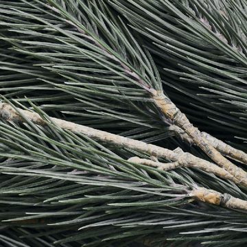 House Doctor Weihnachtsbaumkugel Tannenzweig Pine Tree Natur (26x98cm)