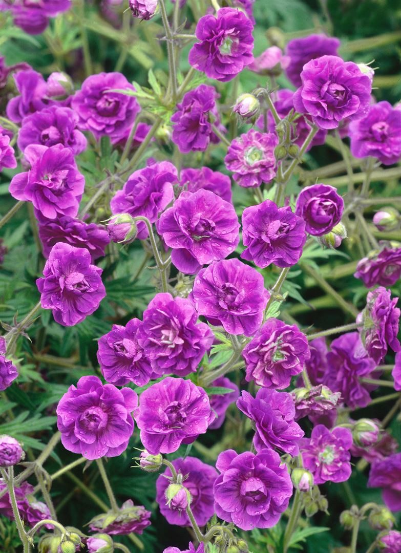 Pflanzen für Dich Staude Geranium himalayense, 1 St., Himalaya-Storchschnabel – Bild 4 von 5