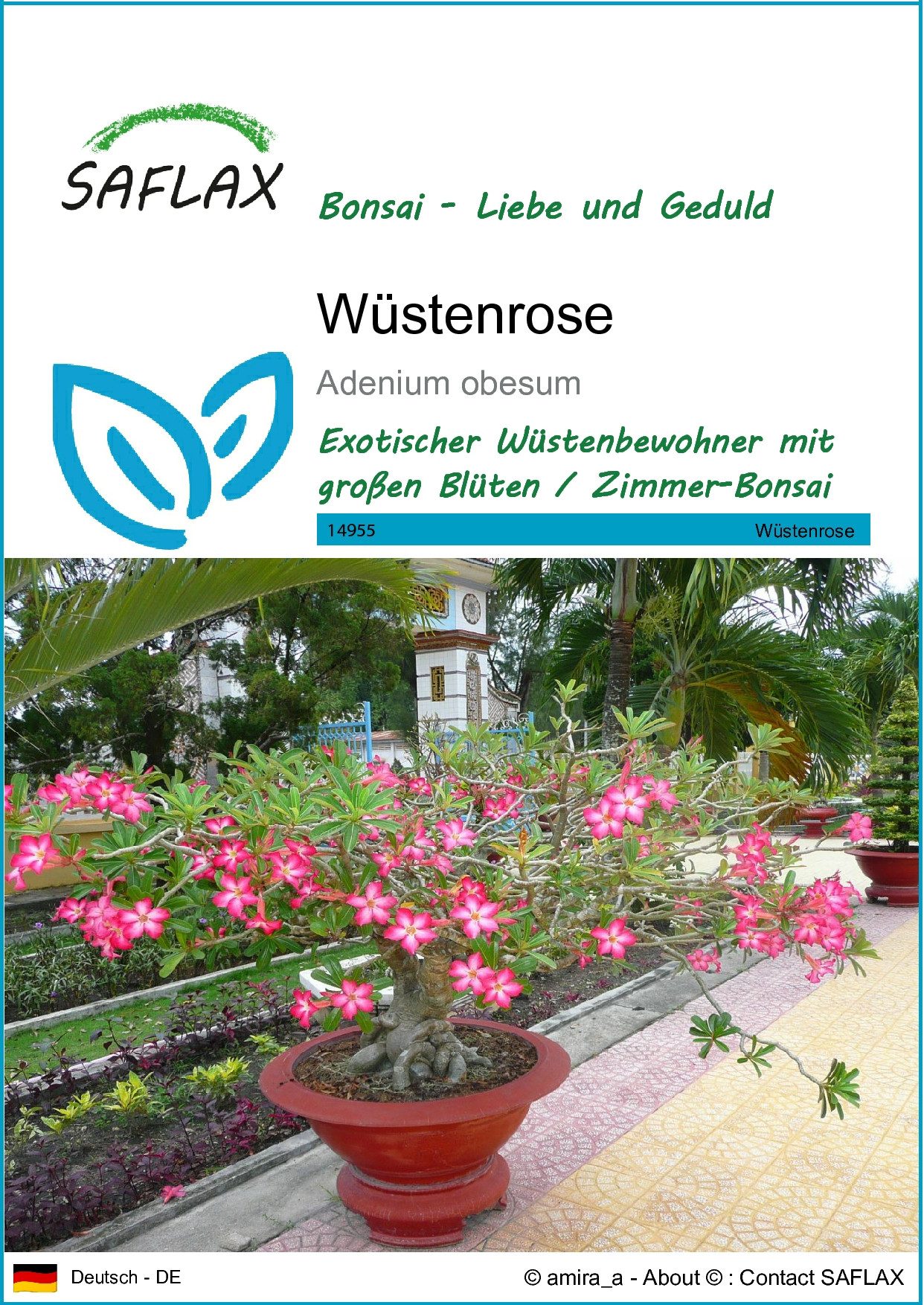 Blumensamen SAFLAX - Samen - Wüstenrose