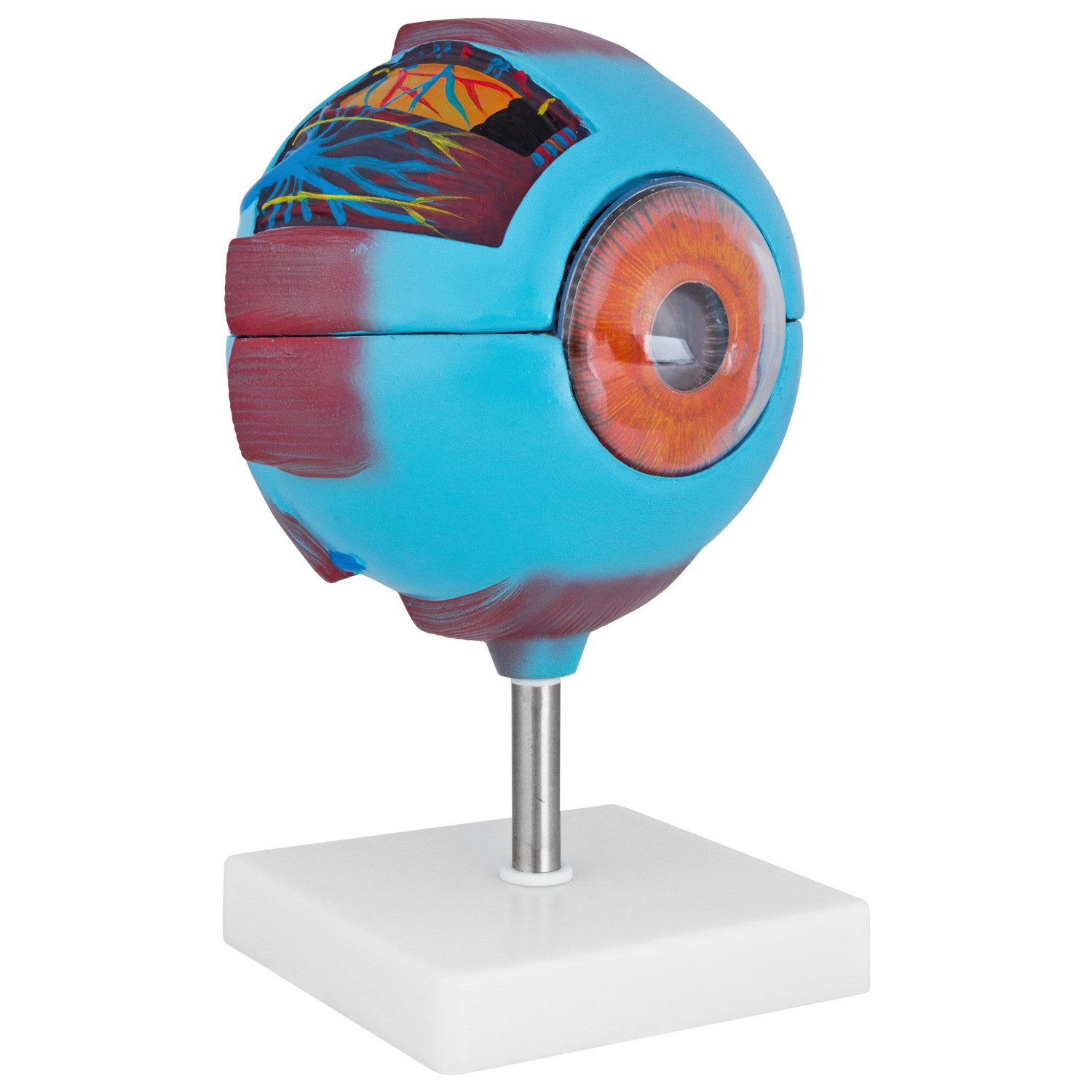 MedMod Dekoobjekt Anatomie Modell Auge Augenmodell Anatomiemodell 15cm 7 Teile