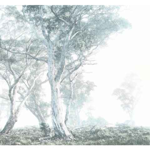 Komar Vliestapete Magic Trees, (1 St), 300x280 cm (Breite x Höhe), Vliestapete, 100 cm Bahnbreite