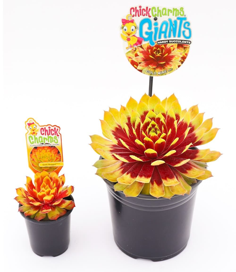 BALDUR Garten Bodendecker Sempervivum Giants 'Gold Mine®', 1 St., Trockenresistent, genügsam, winterhart, mehrjährig