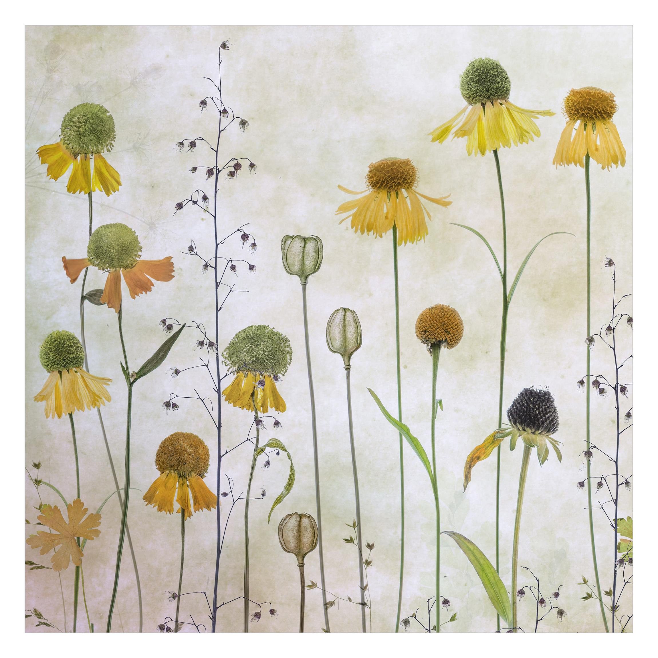 Bilderdepot24 Fototapete Blumen Helenium Blüten Blumentapete günstig online kaufen