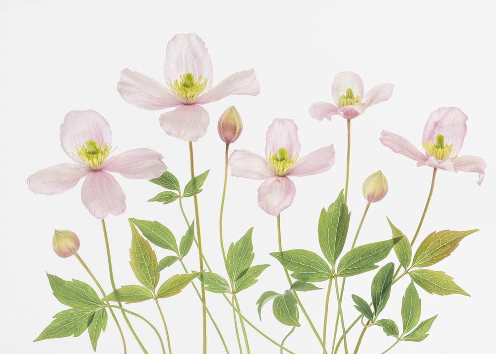 Papermoon Leinwandbild "Clematis" von Mandy Disher, 250 g/m² Galeriedruck, Auf Holzkeilrahmen, brillante UV-beständige Farben, Made in Germany