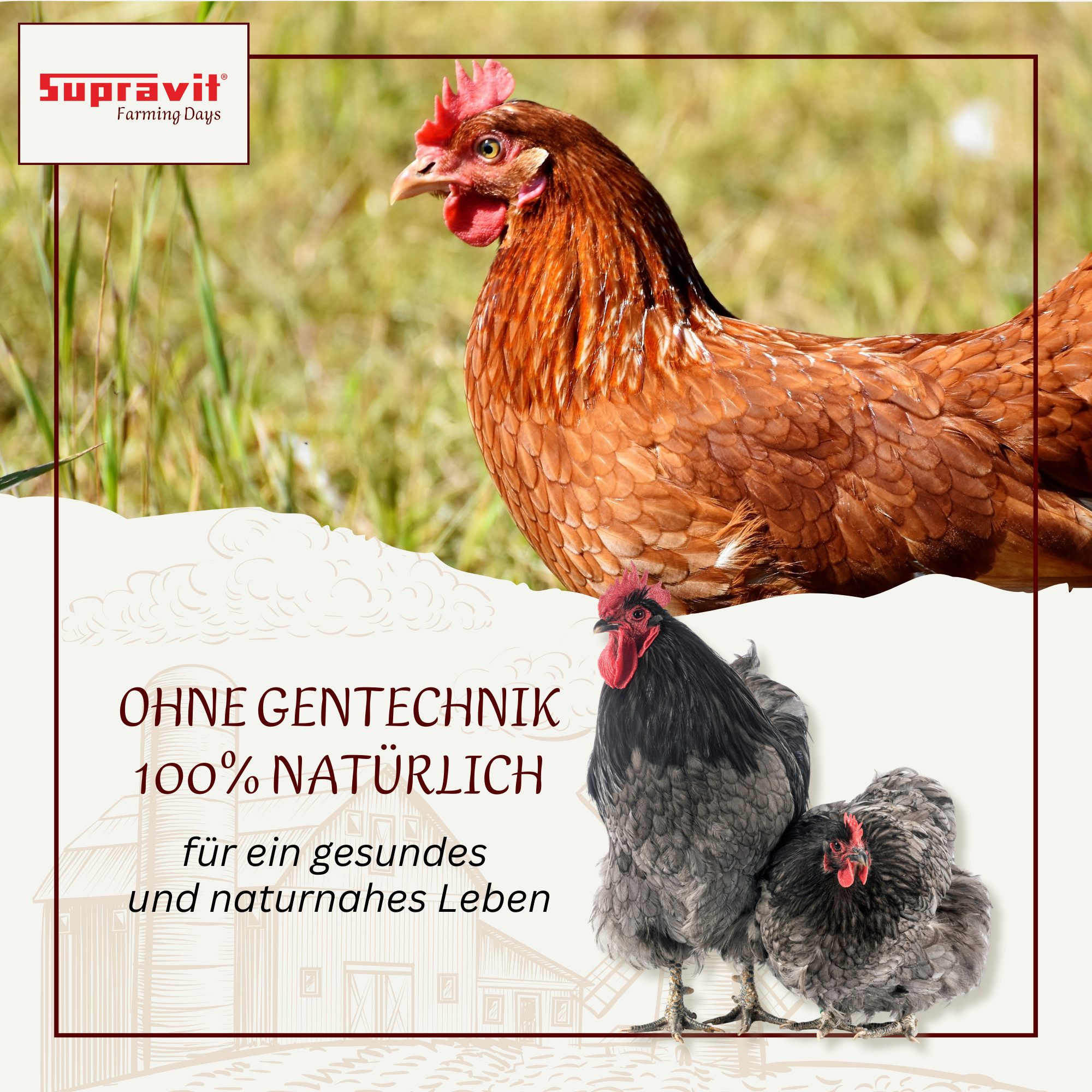 Supravit Legemehl für Hühner - GVO Gentechnik frei - Für stabile Eierschalen, Ergänzungsfutter für: Nutz-/ Wildtier