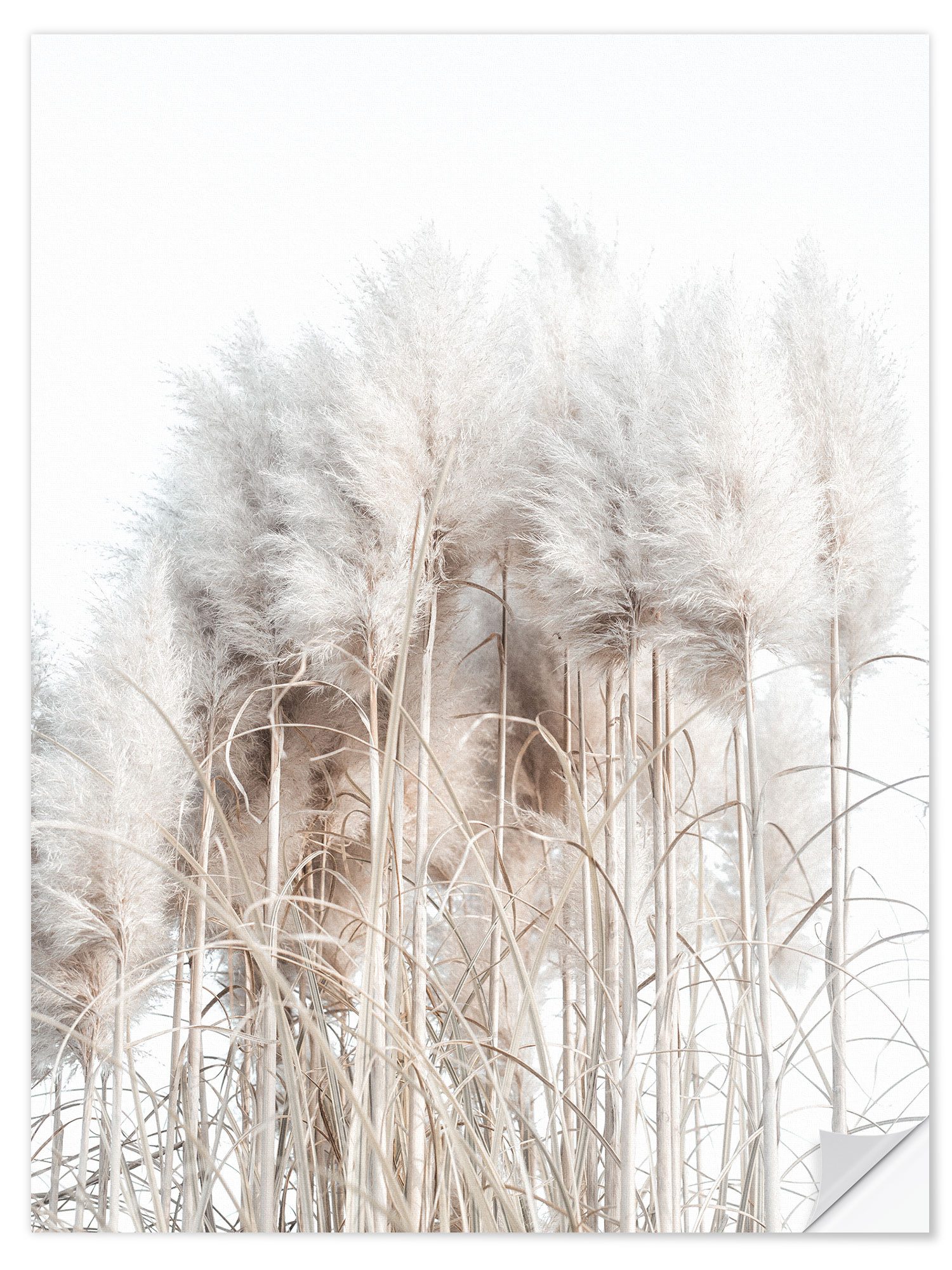 Posterlounge Wandbild Pampasgras I, Magda Izzard, günstig online kaufen