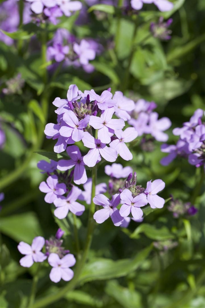 Pflanzen für Dich Staude Hesperis matronalis, 1 St., Nachtviole, Garten-Nachtviole, Matronenblume