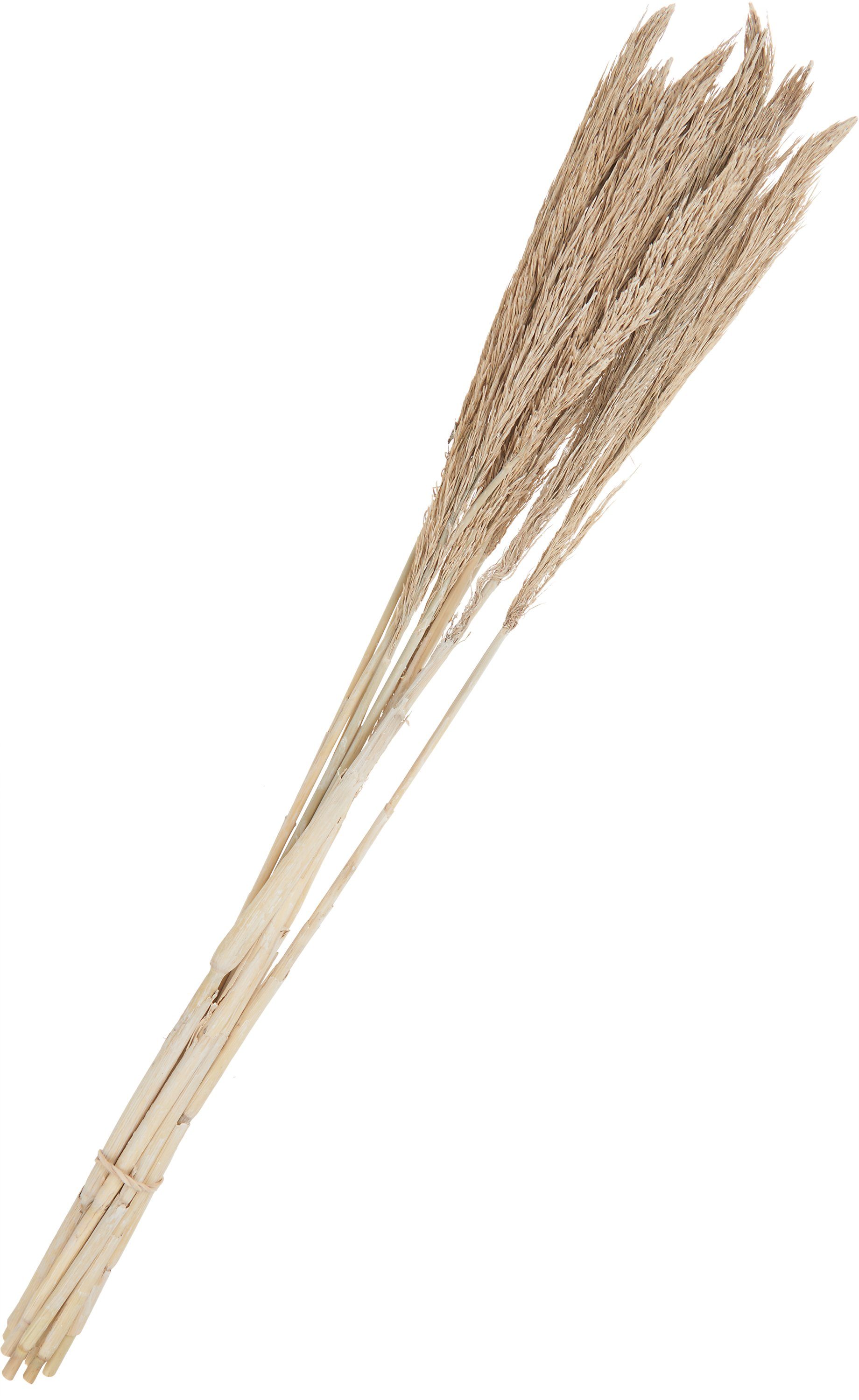 Kunstpflanze Sanmuga Grass, Othmar Decorations, 80 günstig online kaufen