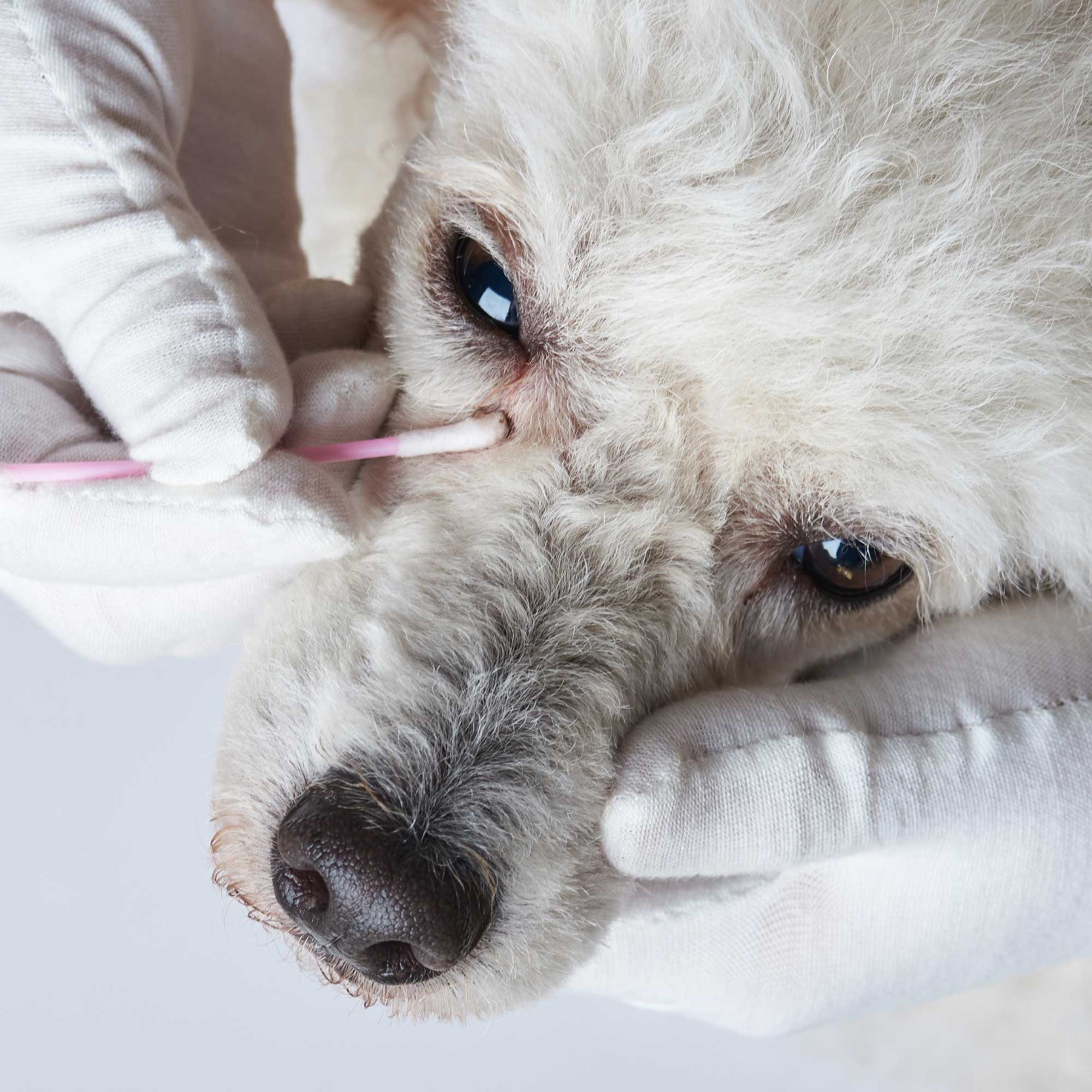 Schecker Augenbalsam Schecko`s Augenpflege für Hunde, 1-tlg., Schmutz und Staub werden gelöst und entfernt