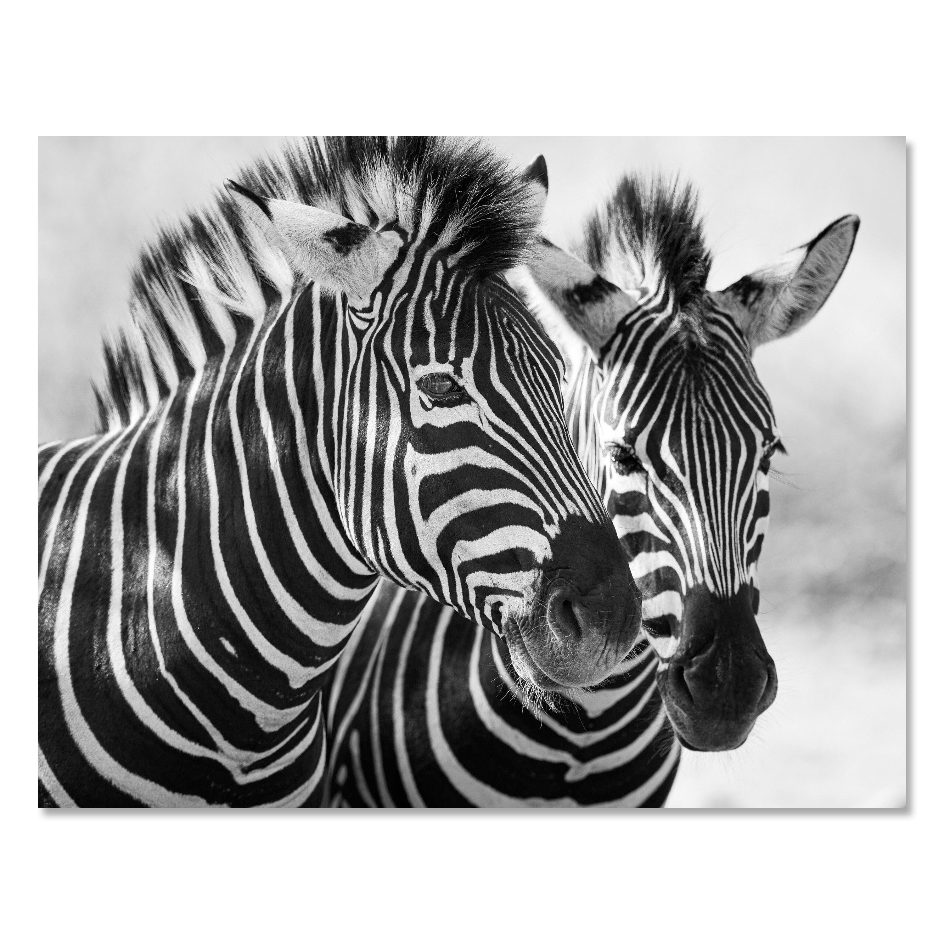 wandmotiv24 Leinwandbild Schwarz-Weiß, Zebra, Schwarz & Weiss (1 St), Wandbild, Wanddeko, Leinwandbilder in versch. Größen