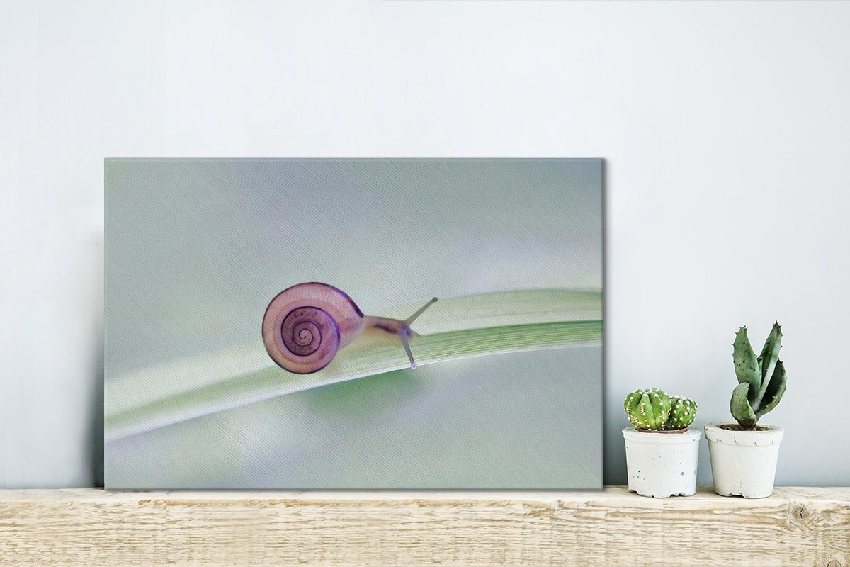 Kleine Aufhängefertig, (1 cm St), Wanddeko, OneMillionCanvasses® 30x20 Schnecke, Leinwandbilder, Leinwandbild Wandbild