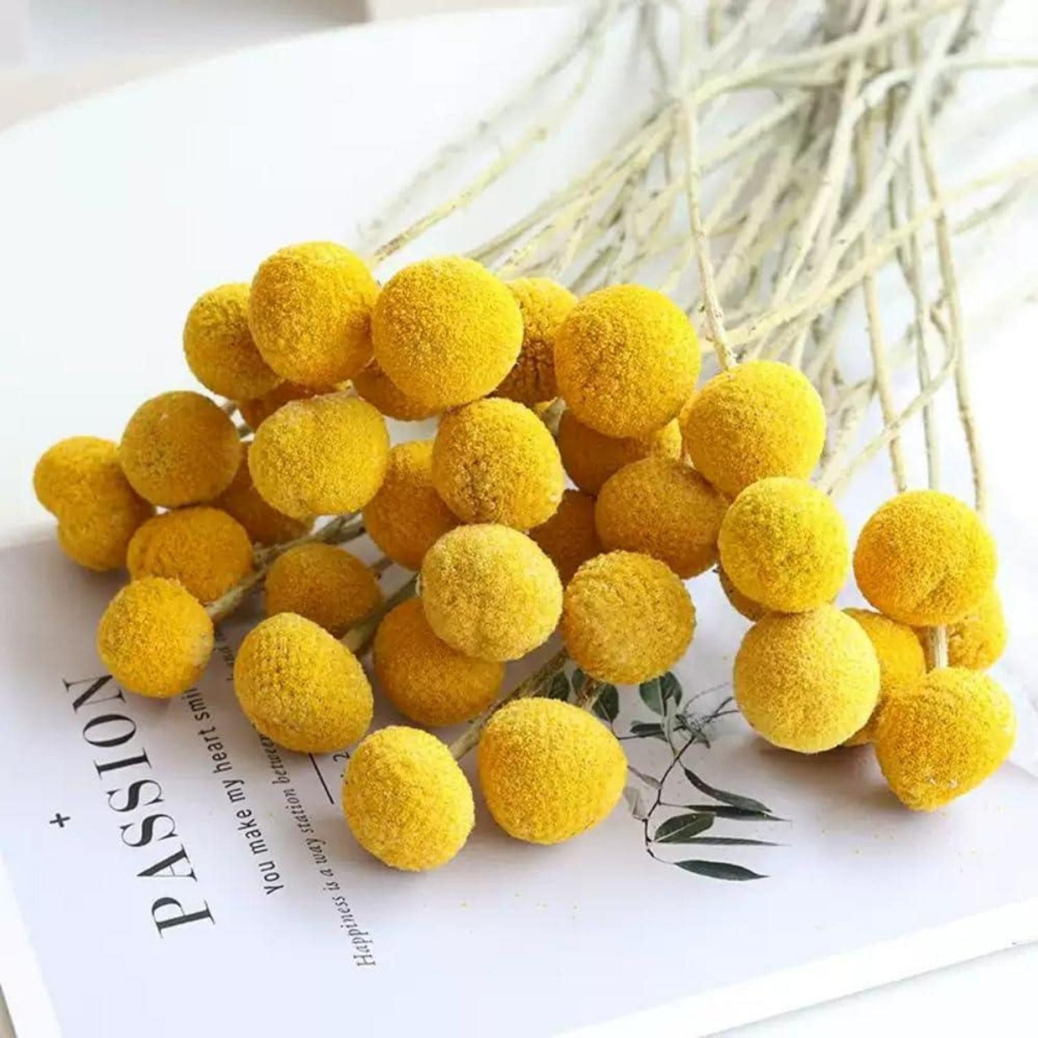 Trockenblume Getrocknete Blumen Craspedia 30 Stiele gelb, LuxusKollektion, Höhe 10 cm