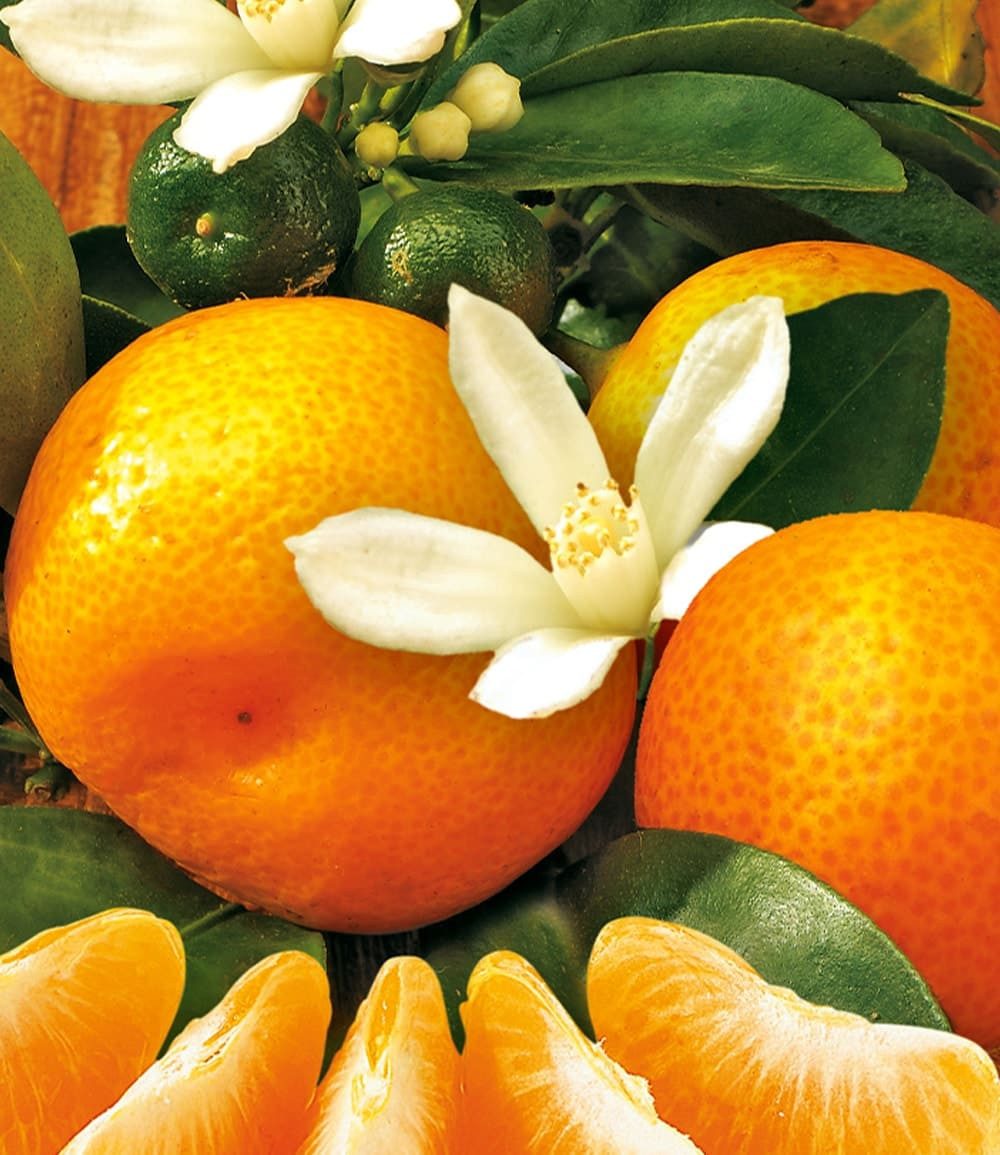 BALDUR Garten Zitronenbaum Orangen-Bäumchen, 1 St., Weihnachtsüberraschung, duftend, essbar, pflegeleicht