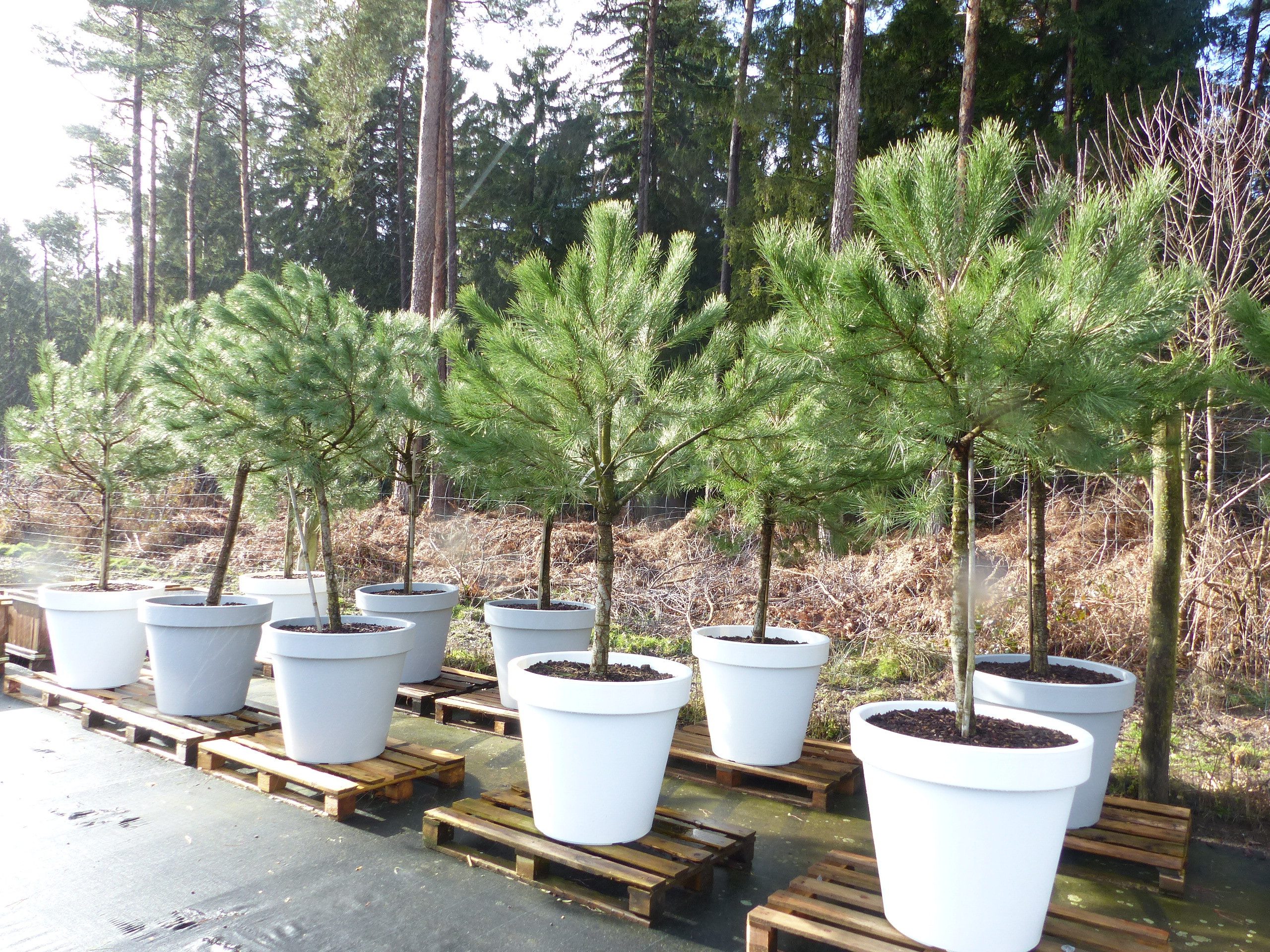 gruenwaren jakubik Baum