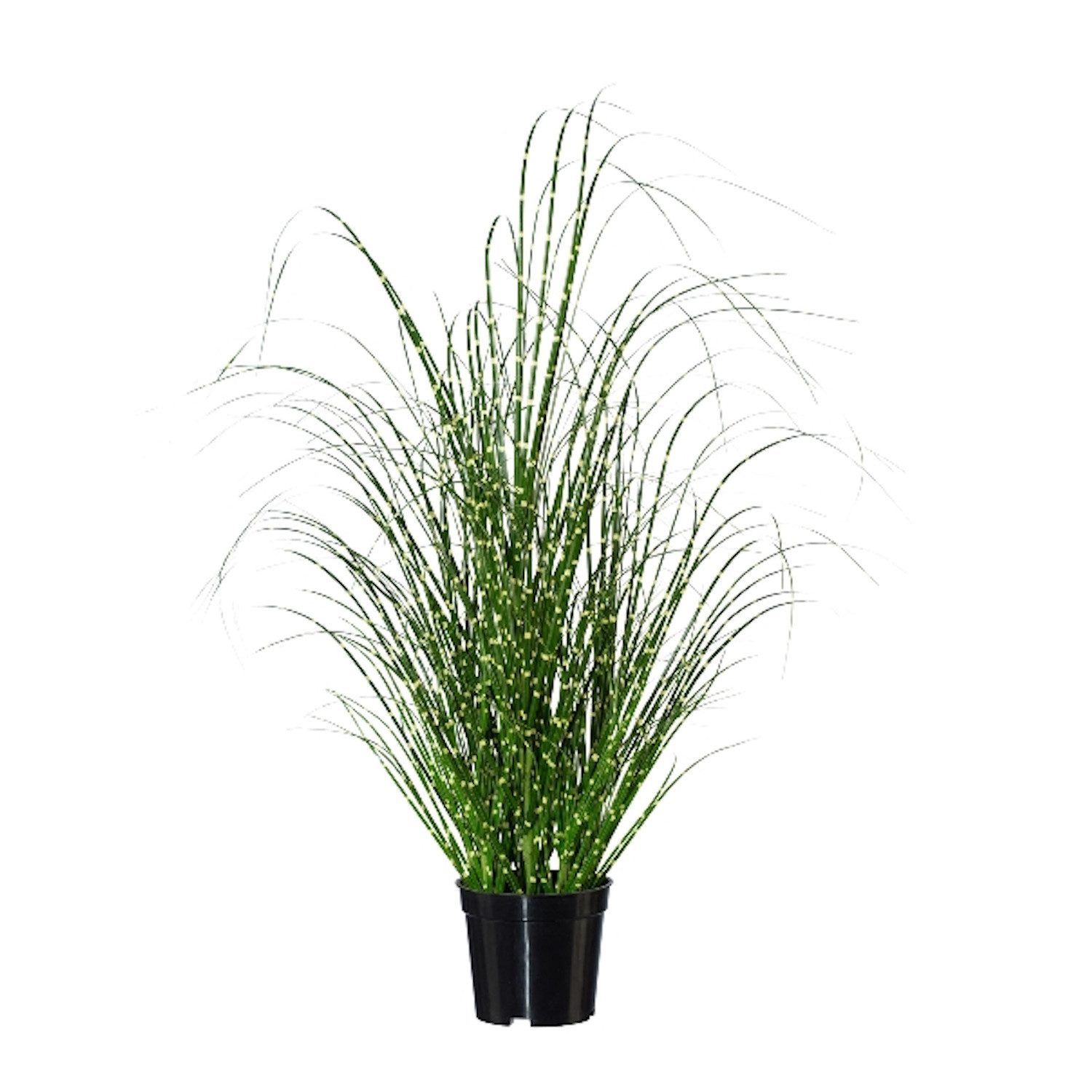 Künstliche Zimmerpflanze Topfpflanze Gras, Gasper, Höhe 58 cm, Farbe: Grün