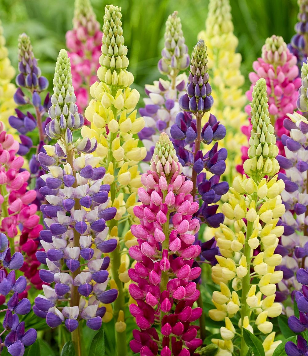 BALDUR Garten Staude Lupinen 'Lupinova®' Fantastic Colour Mix, 3 St., Mischung, winterhart, mehrjährig, pflegeleicht, kübelgeeignet
