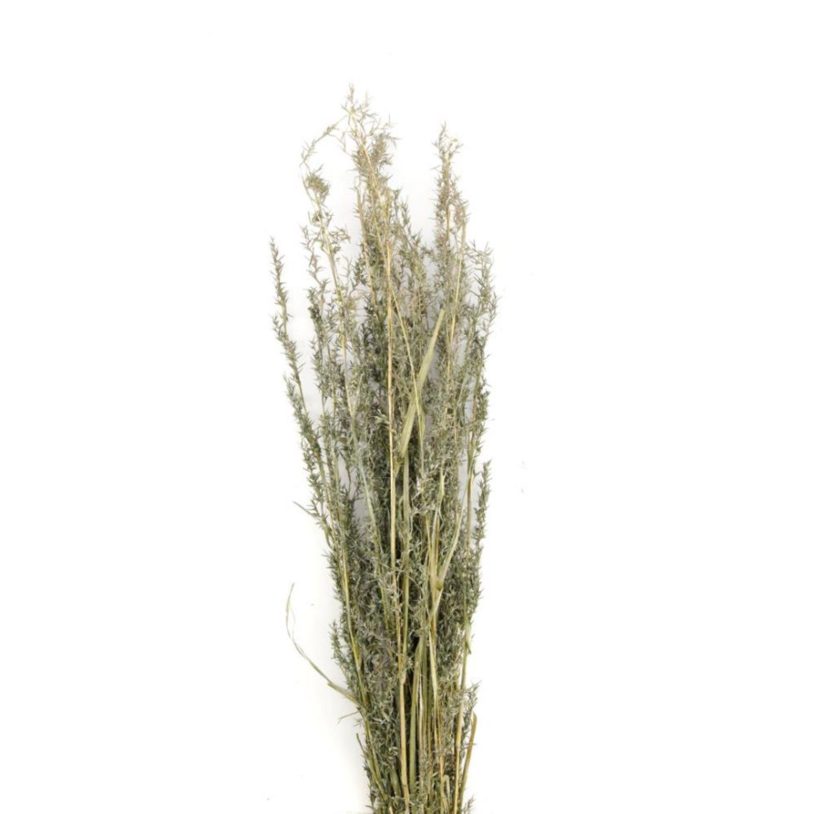 Trockenblume Alfonso Gras grün - alfonso grass - Lolium perenne - 100 cm - 100 g, DIJK | Trockenblumen