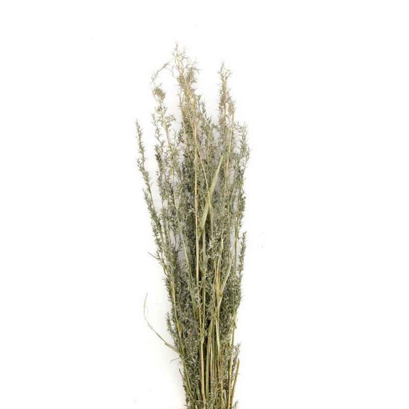 Trockenblume Alfonso Gras grün - alfonso grass - Lolium perenne - 100 cm - 100 g, DIJK