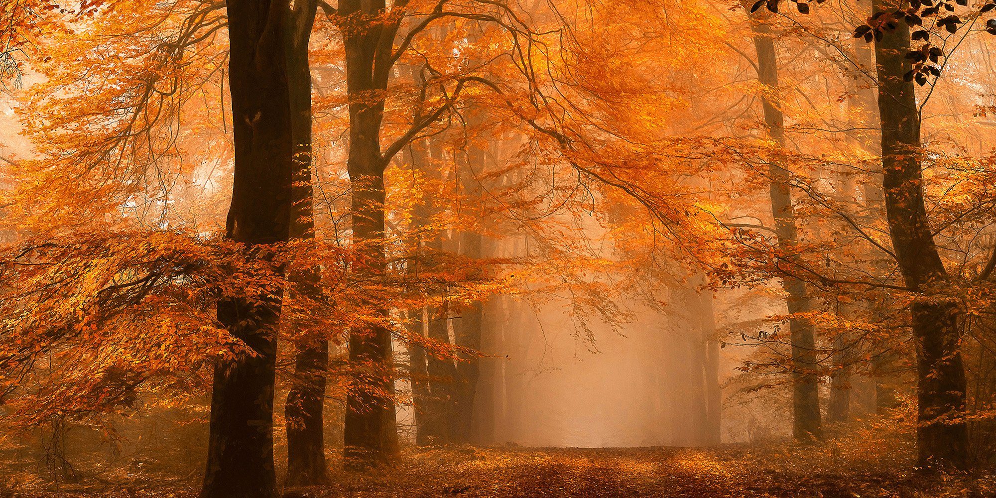 Architects Paper Fototapete Fantastic Forest, (Set, 5 St), Vlies, Wand, Schräge