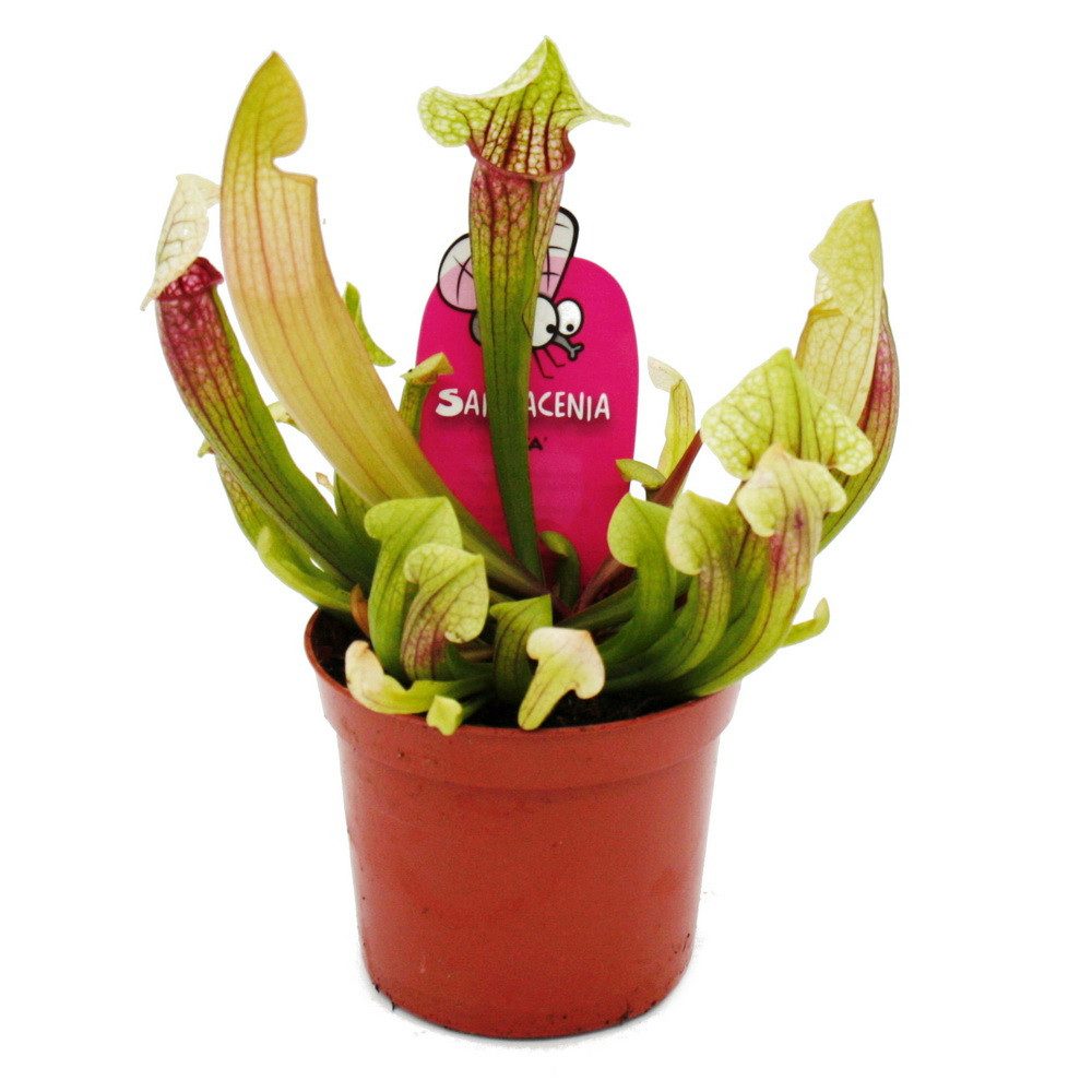 Exotenherz Zimmerpflanze Schlauchpflanze - Sarracenia "Eva" Fleischfressende Pflanze 9cm Topf