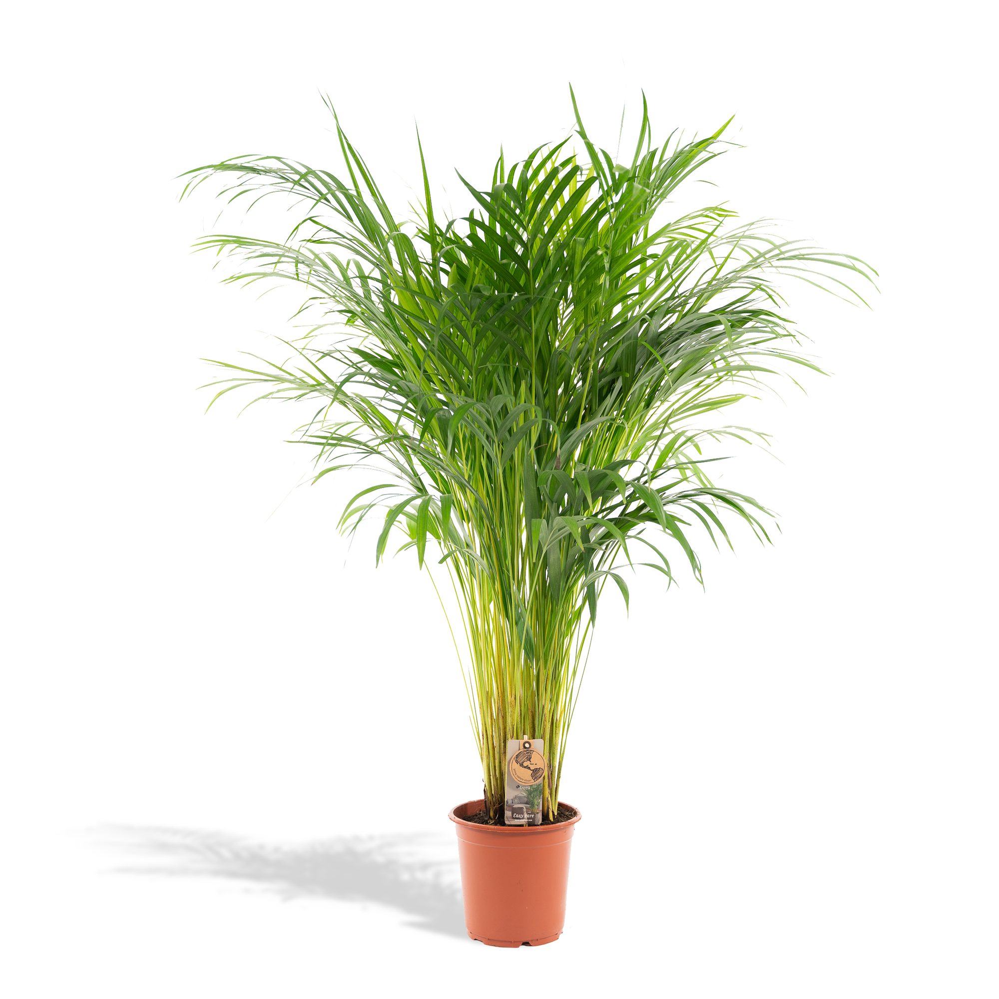 Florora Zimmerpflanze Dypsis Lutescens – Areca-Palme – 110 cm – Topf 21 cm